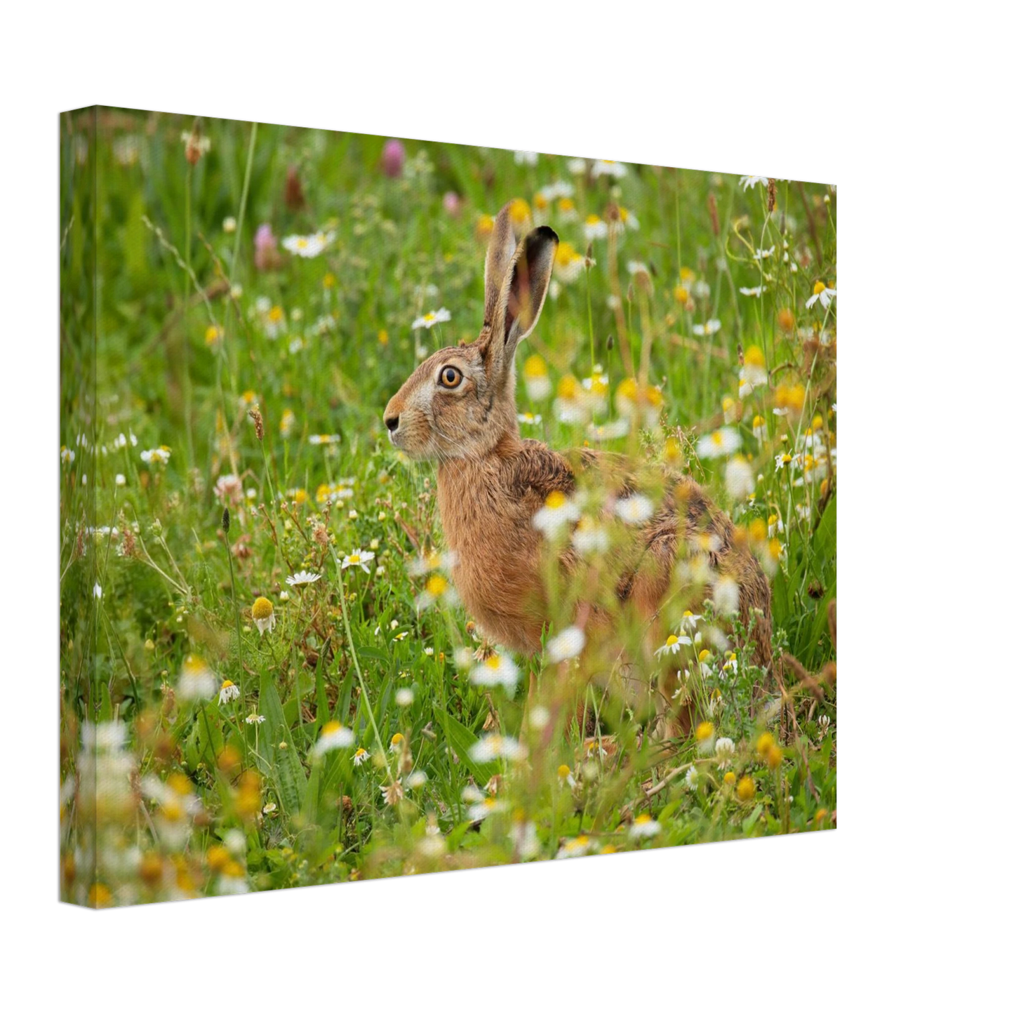 Wandbild Idyllische hasenwiese wandbild waehle dein wunschformat
