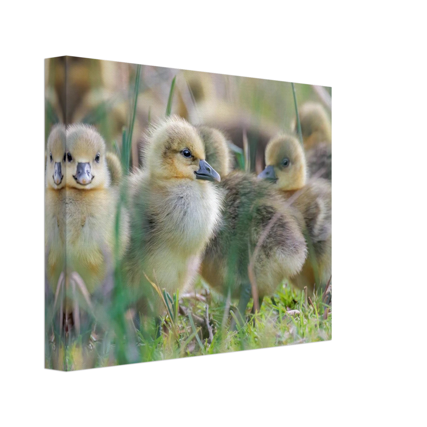 Wandbild kueken in zartgruen und gold suesse baby gans kunst in vielen groessen