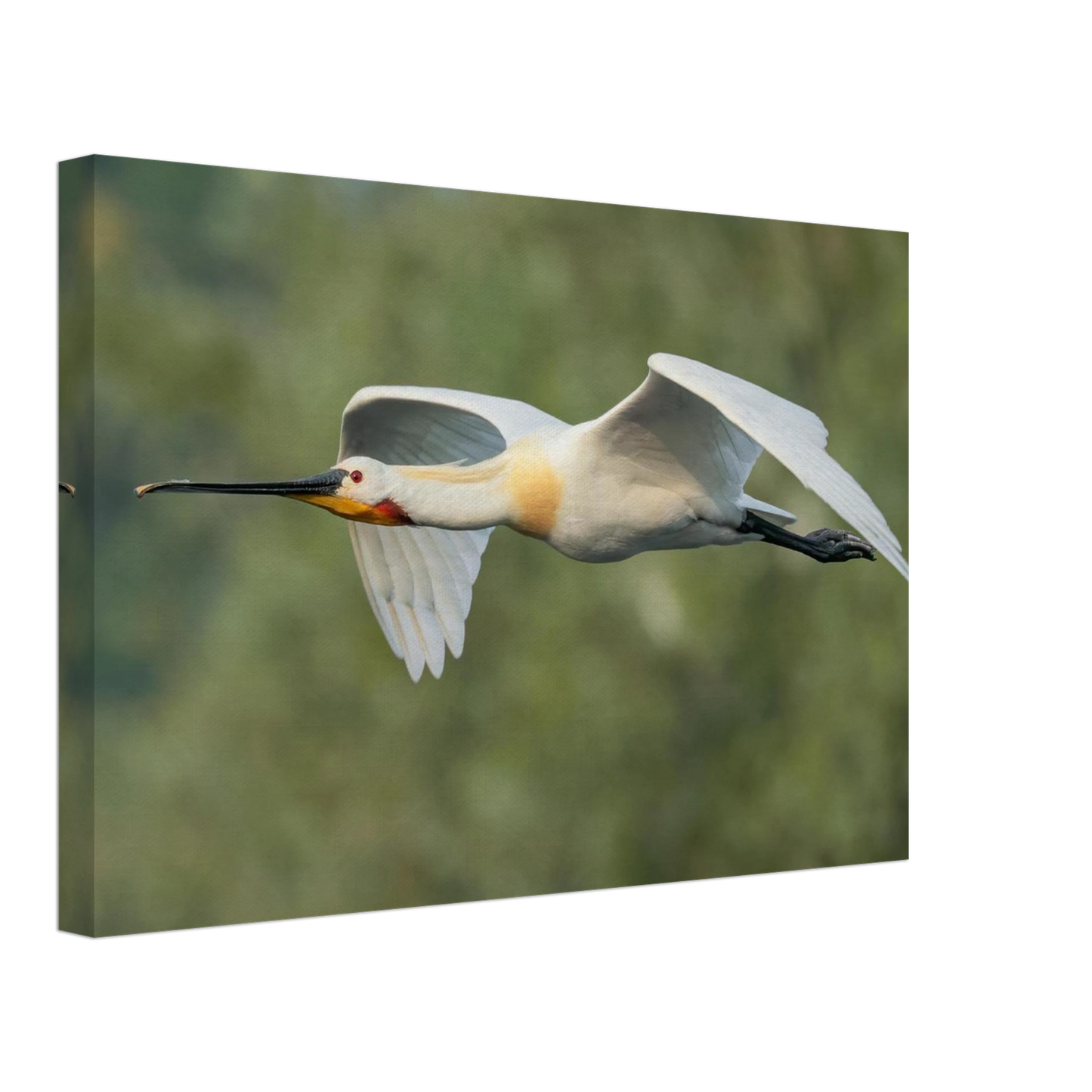 Wandbild eleganter loeffler im flug naturfotografie fuer ihr zuhause in vielen groessen