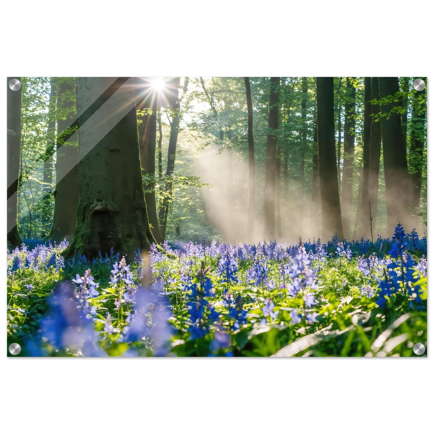 Wandbild mystische waldlichtung mit blauen glockenblumen sonnenverwoehntes naturbild in verschiedenen groessen