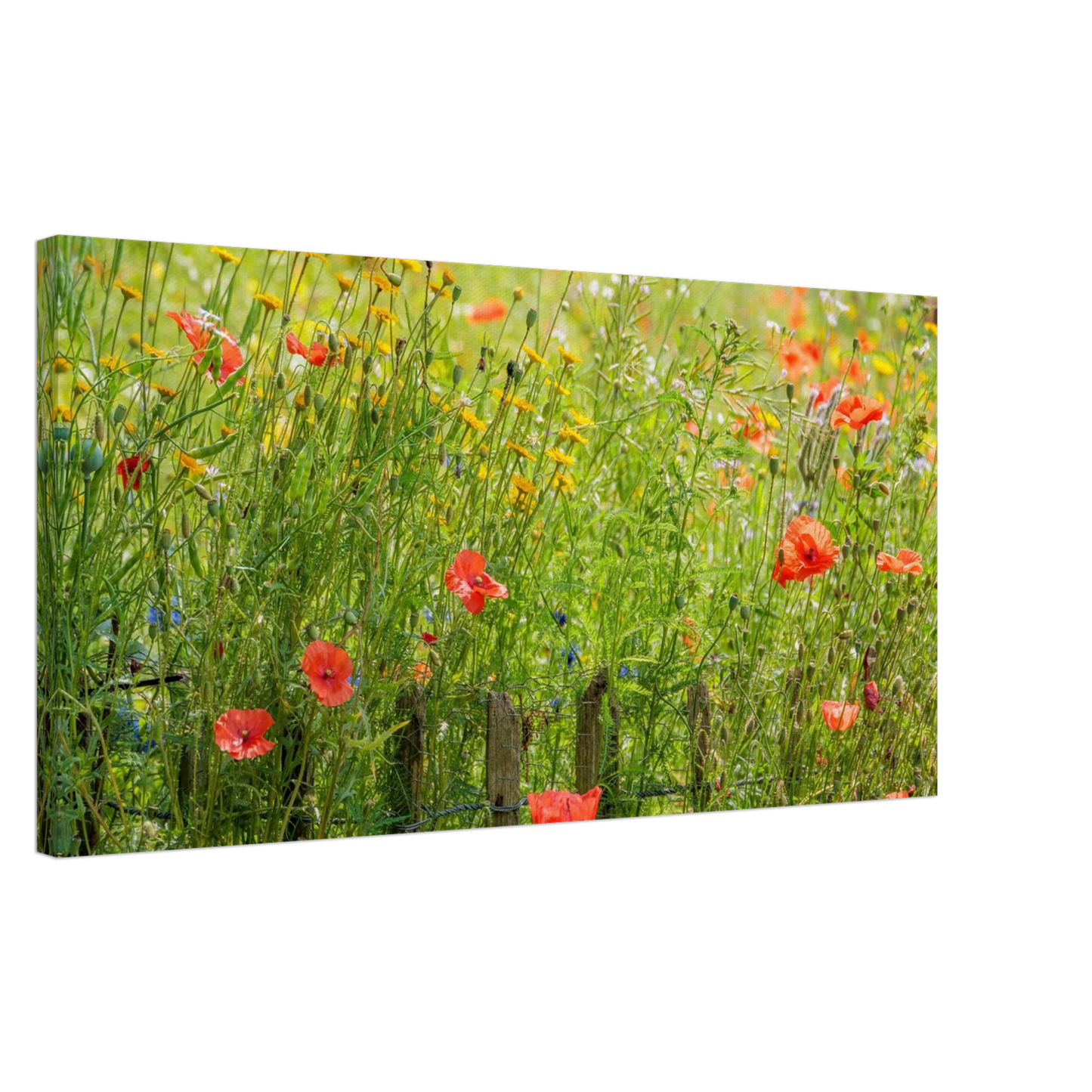 Wandbild wildblumen feld rot gelb sonnige mohnblumen wiese als kunstdruck