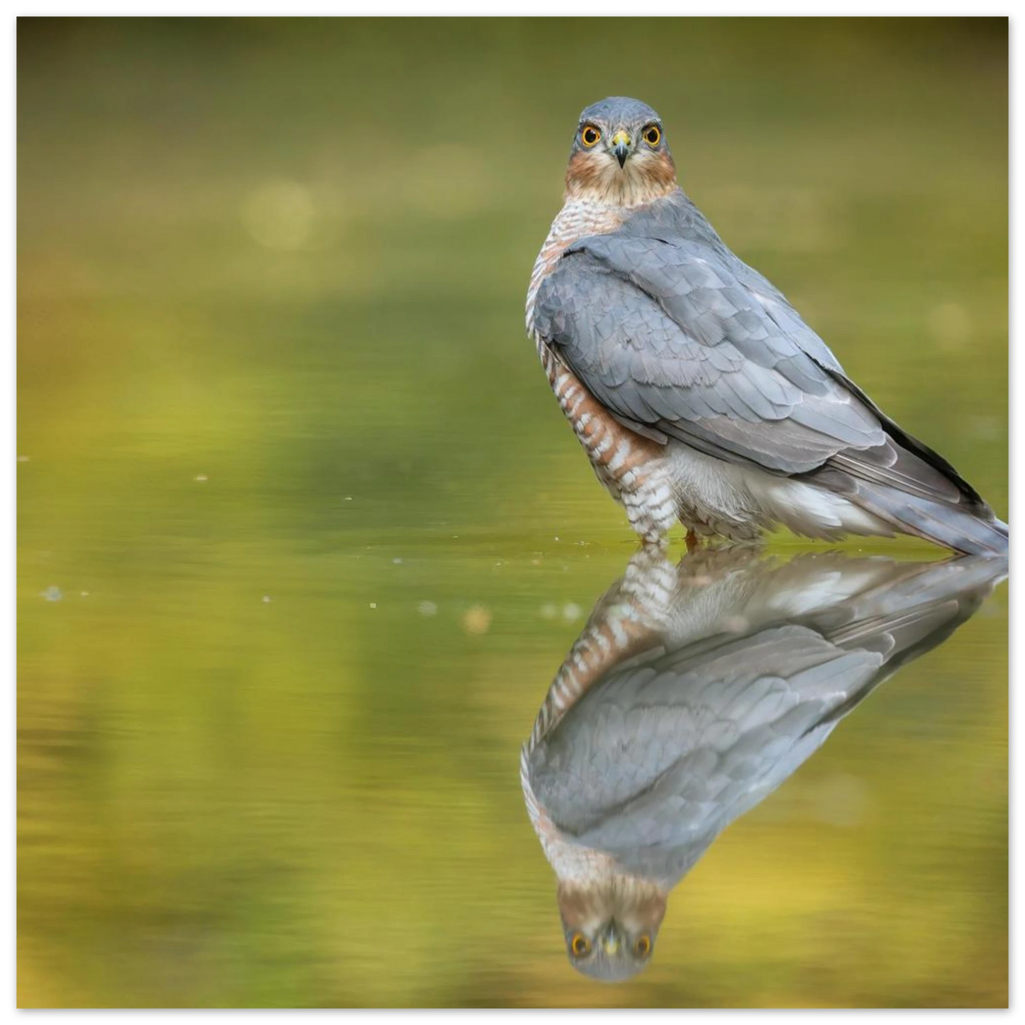 Wandbild mystischer sperber im morgengold faszinierende wildtierfotografie in ihrer wunschgroesse