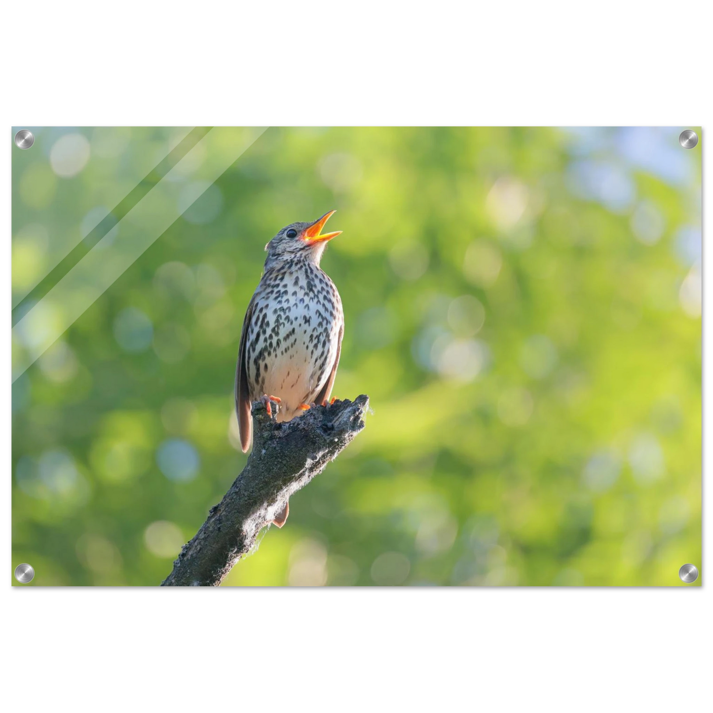 Wandbild bezaubernder singvogel in gruen ein naturportraet fuer ihr zuhause in vielen groessen