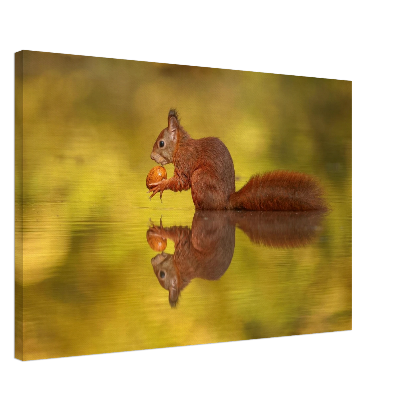 Wandbild eichhoernchen im goldenen herbstlicht lebendige tierfotografie fuer ihre wand
