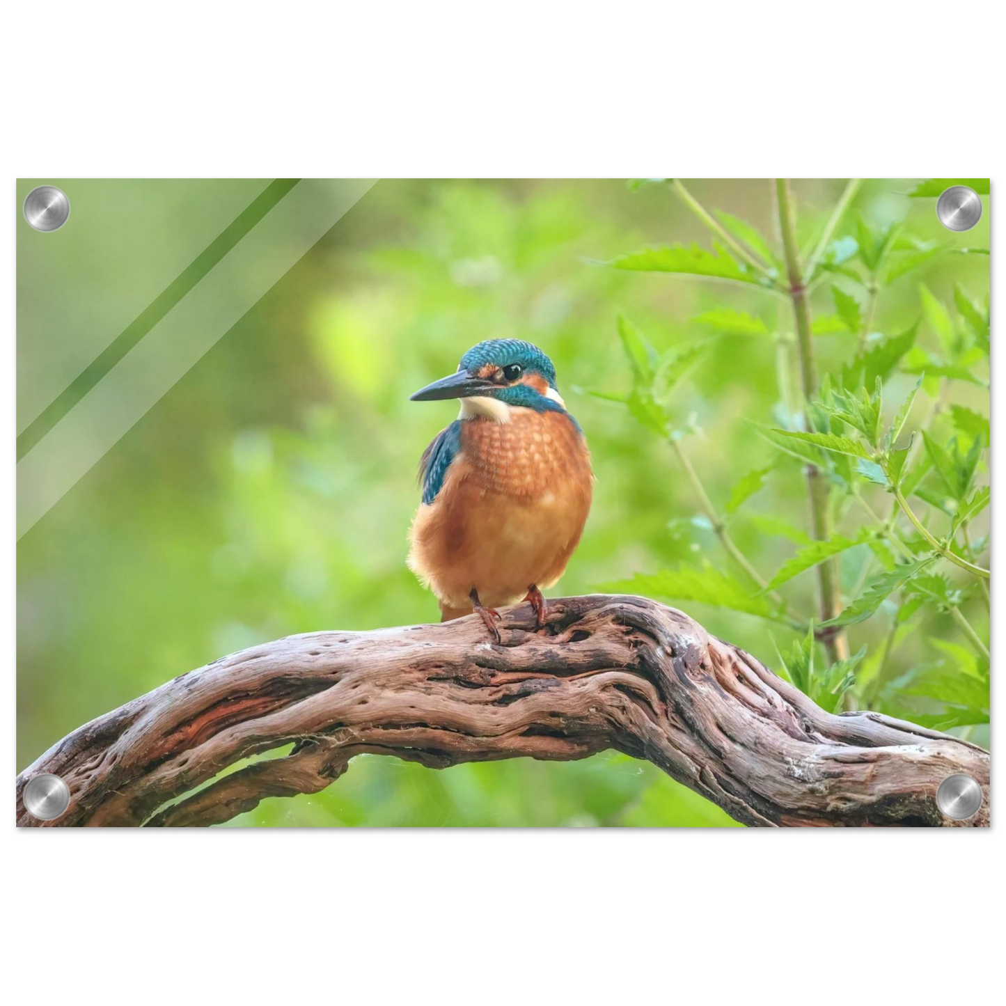 Wandbild eisvogel lebendige naturkunst fuer ihr zuhause in ihrer wunschgroesse 2