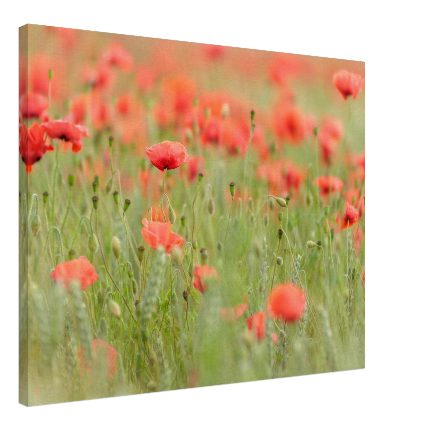 Wandbild vertraeumtes mohnblumenfeld ein stueck sommer fuer ihr zuhause in vielen groessen