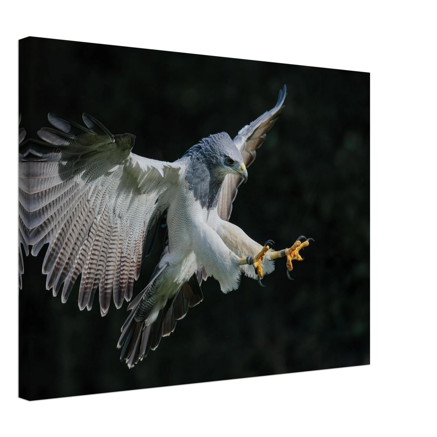Wandbild majestaetischer schwarzbrustbussard im flug atemberaubende tierfotografie fuer ihr zuhause