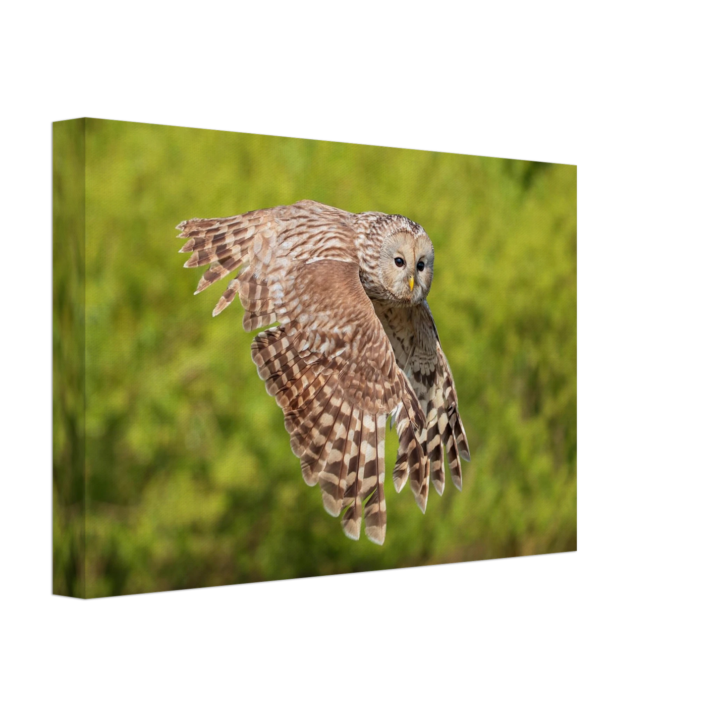 Wandbild majestaetische eule im flug naturfotografie fuer ihr zuhause