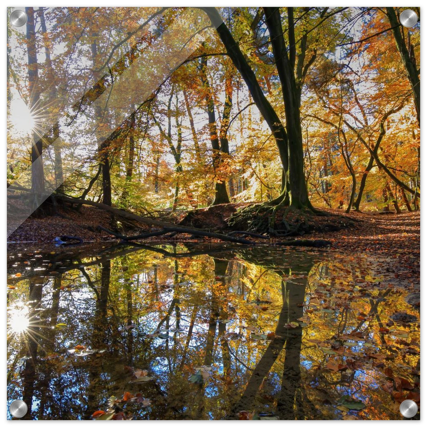 Wandbild goldener herbstwald stimmungsvolle spiegelung der natur in ihrer wunschgroesse