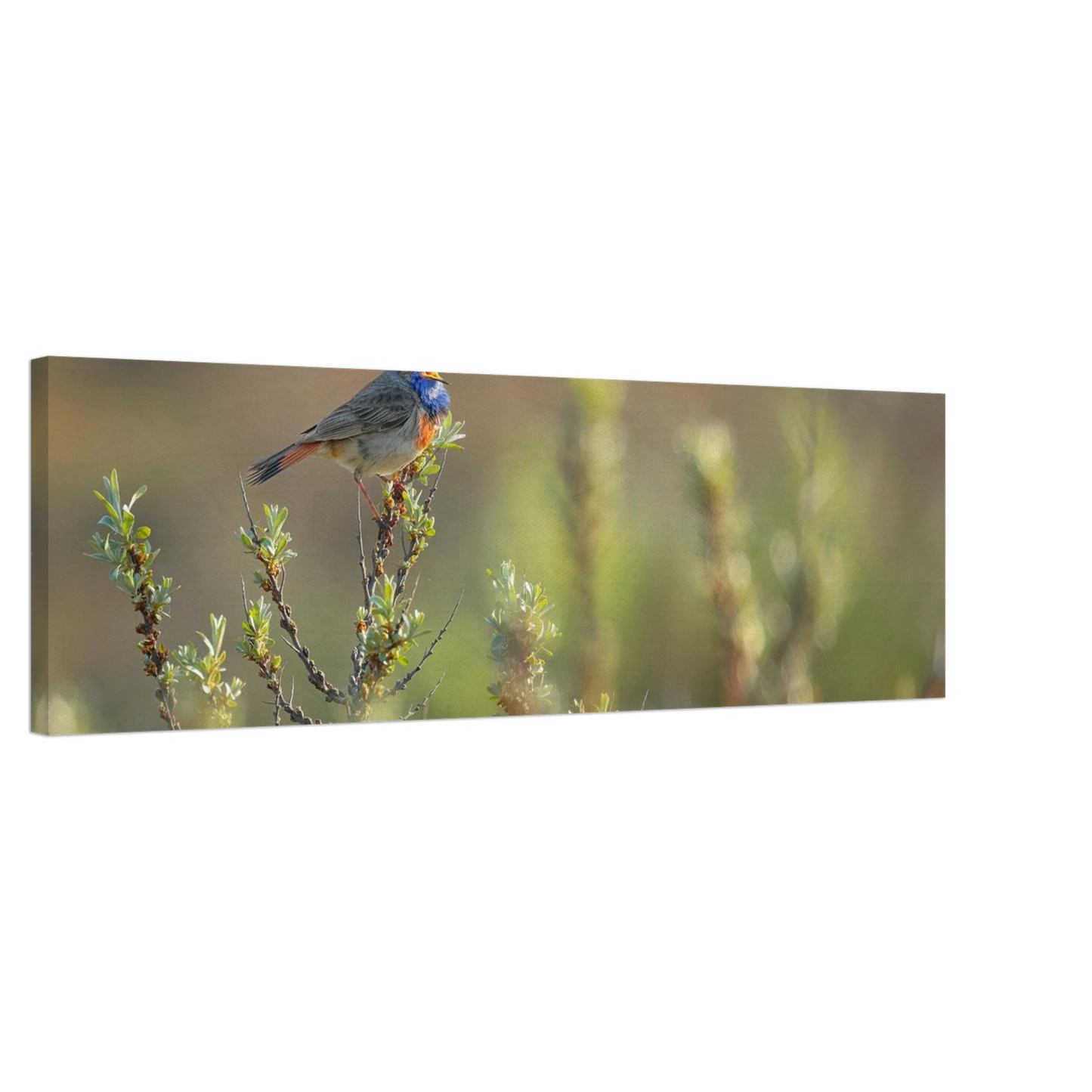 Wandbild singendes blaukehlchen lebendige naturfotografie als wandbild in verschiedenen groessen