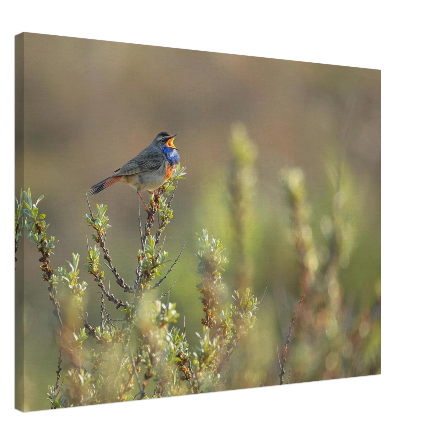 Wandbild singendes blaukehlchen lebendige naturfotografie als wandbild in verschiedenen groessen