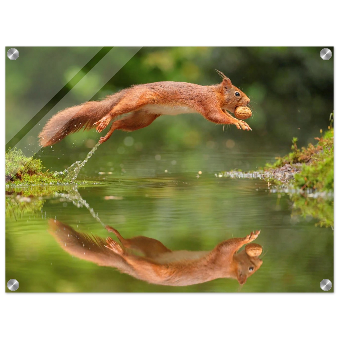 Wandbild Wandkunst eichhoernchens freudensprung dynamische naturkunst fuer ihr zuhause erhaeltlich in mehreren groessen
