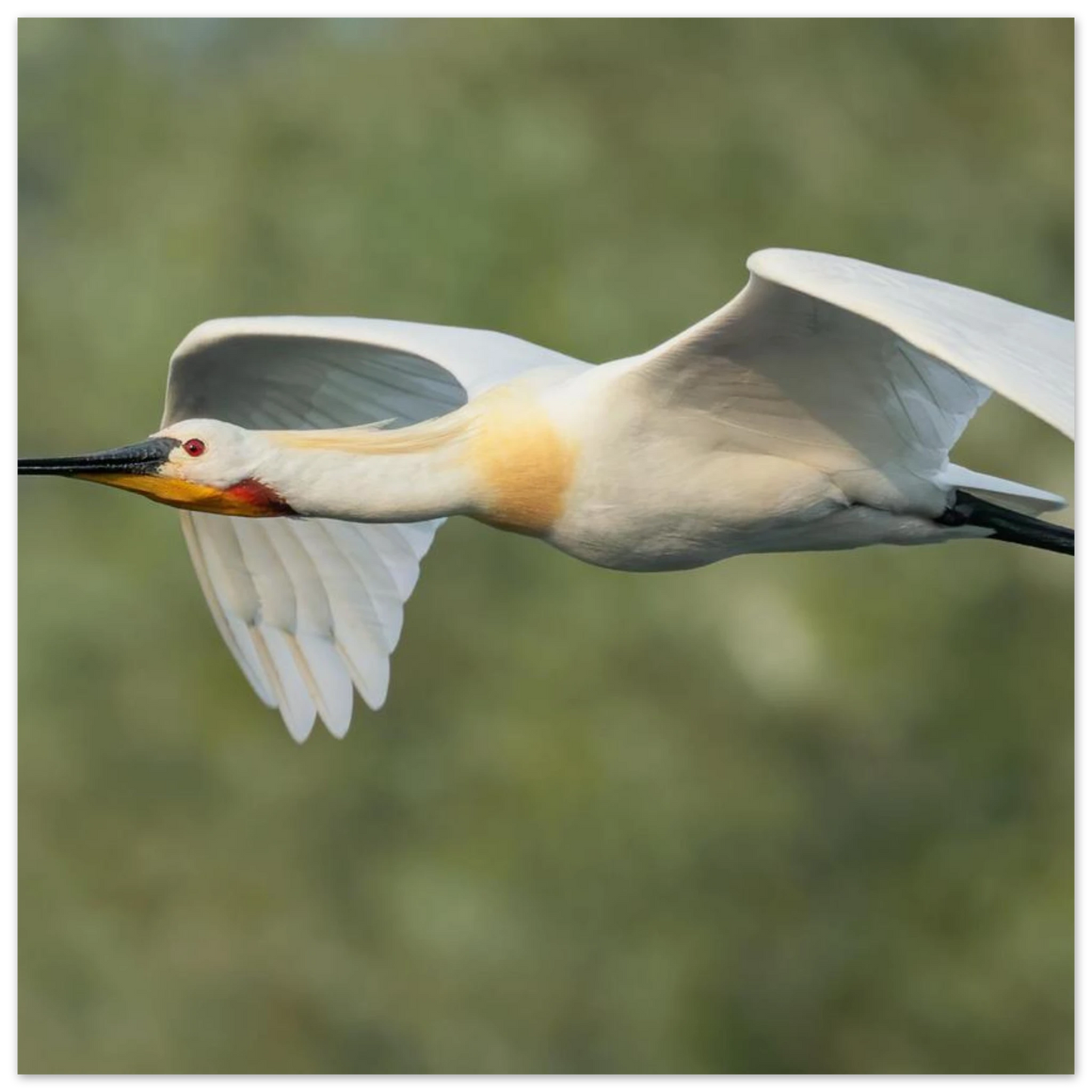 Wandbild eleganter loeffler im flug naturfotografie fuer ihr zuhause in vielen groessen