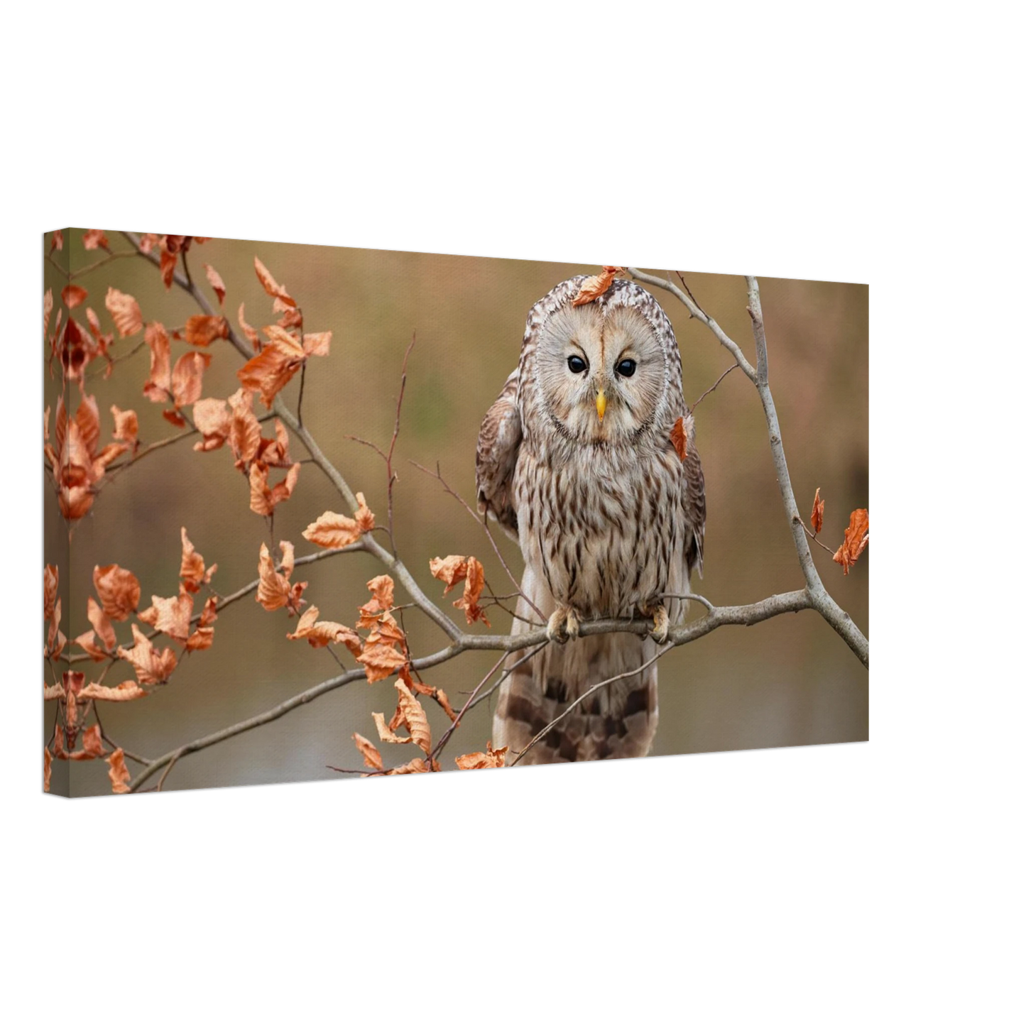 Wandbild majestaetische eule im herbstlaub einblick in die wildnis in verschiedenen groessen