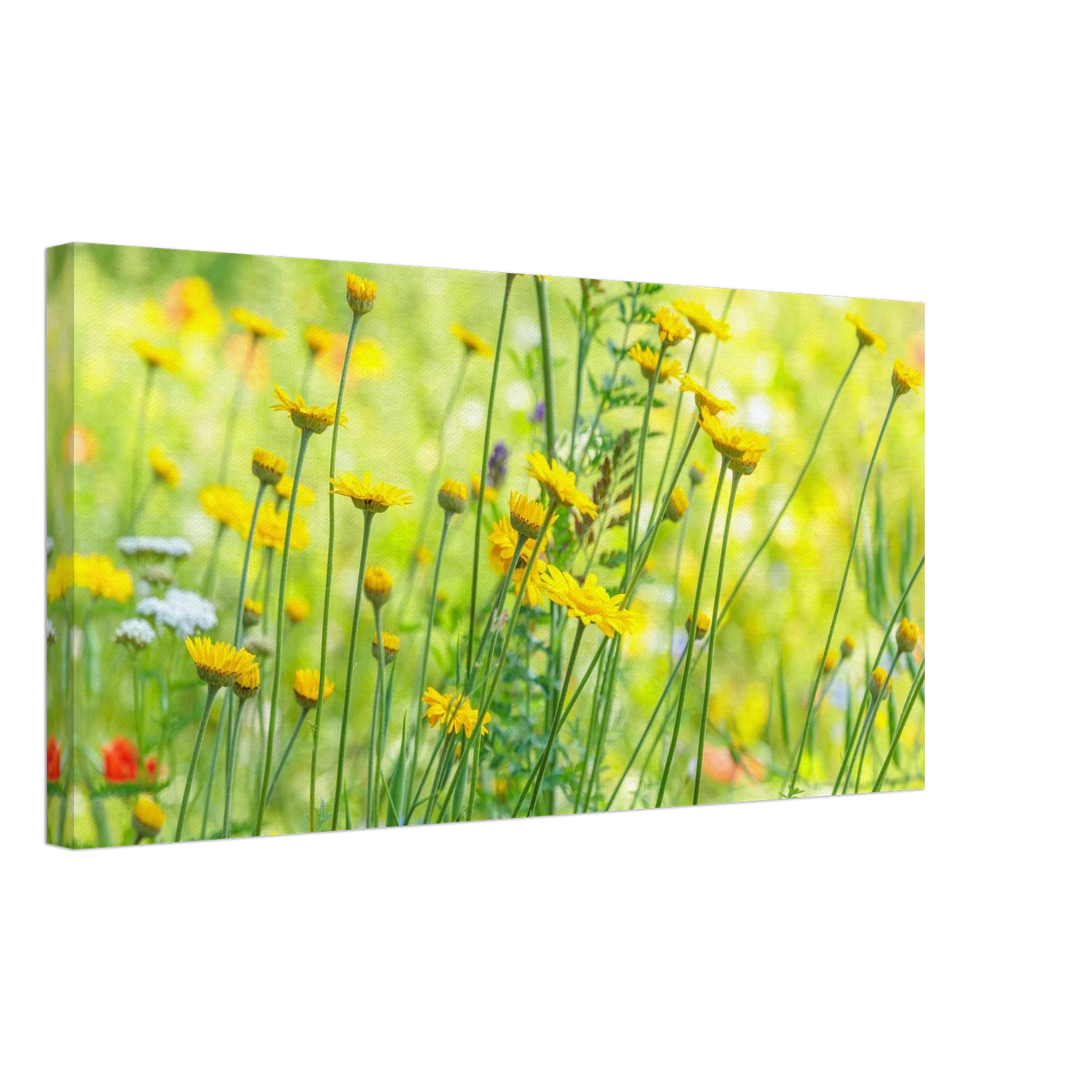 Wandbild sunshine meadow lebendiger blumen druck in verschiedenen groessen