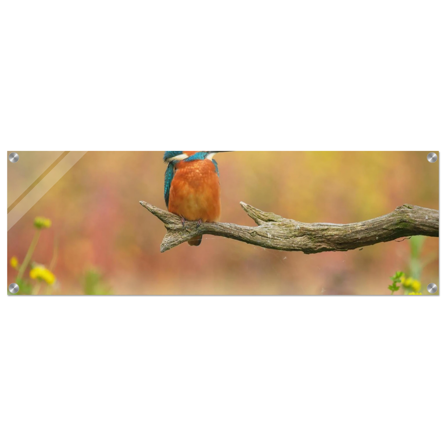 Wandbild eisvogel lebendige naturkunst fuer ihr zuhause in ihrer wunschgroesse