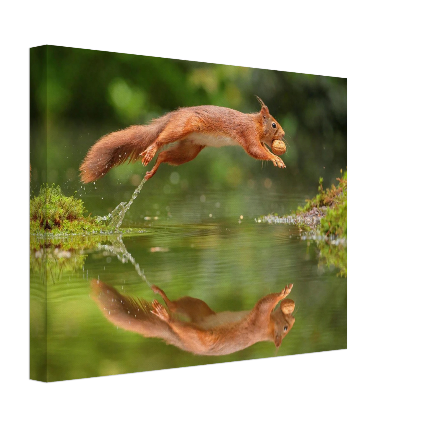 Wandbild Wandkunst eichhoernchens freudensprung dynamische naturkunst fuer ihr zuhause erhaeltlich in mehreren groessen