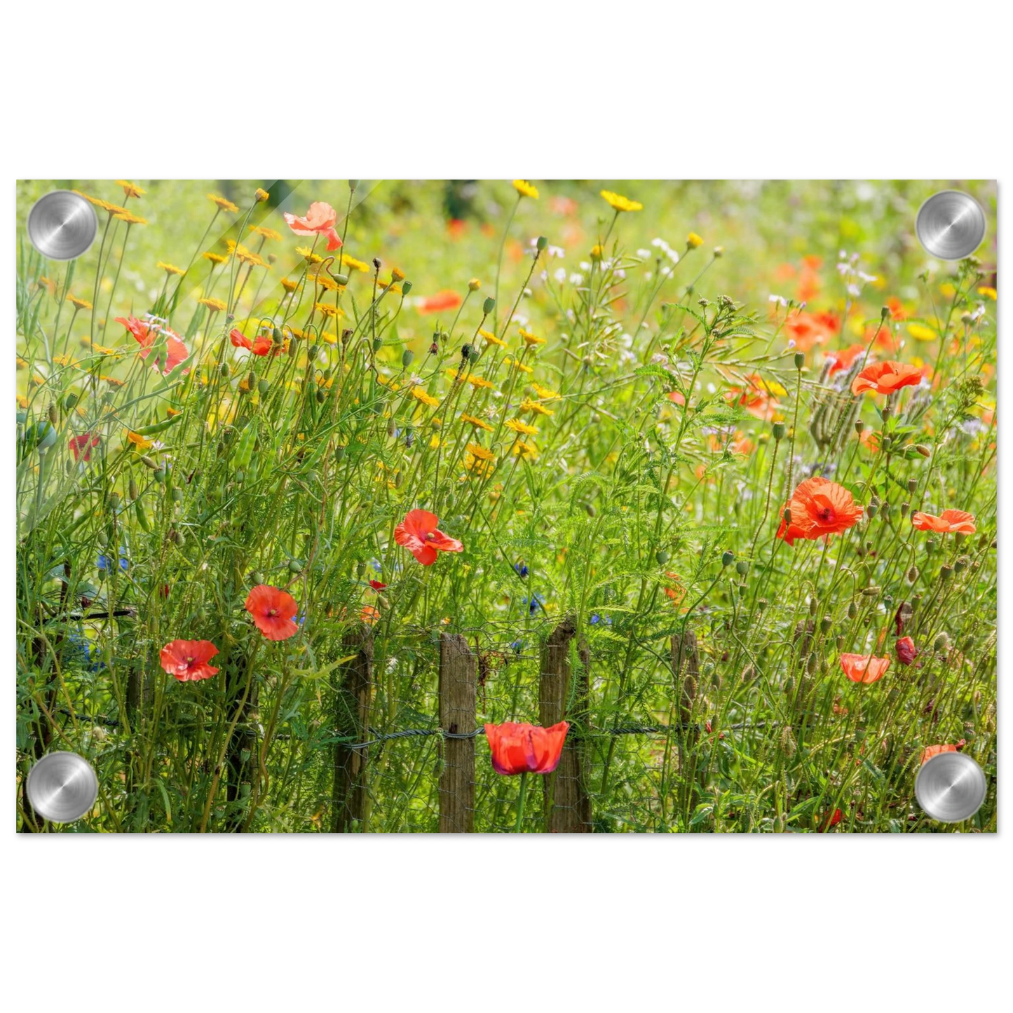 Wandbild wildblumen feld rot gelb sonnige mohnblumen wiese als kunstdruck