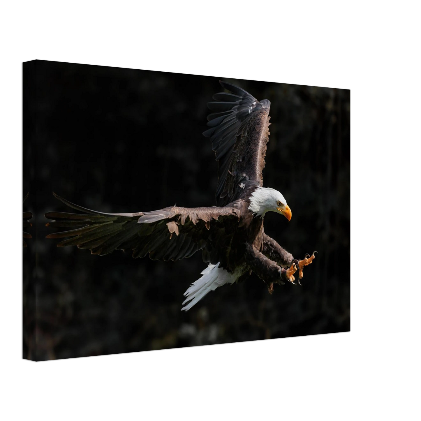 Wandbild majestaetischer weisskopfseeadler im flug freiheit staerke in ihrer wunschgroesse