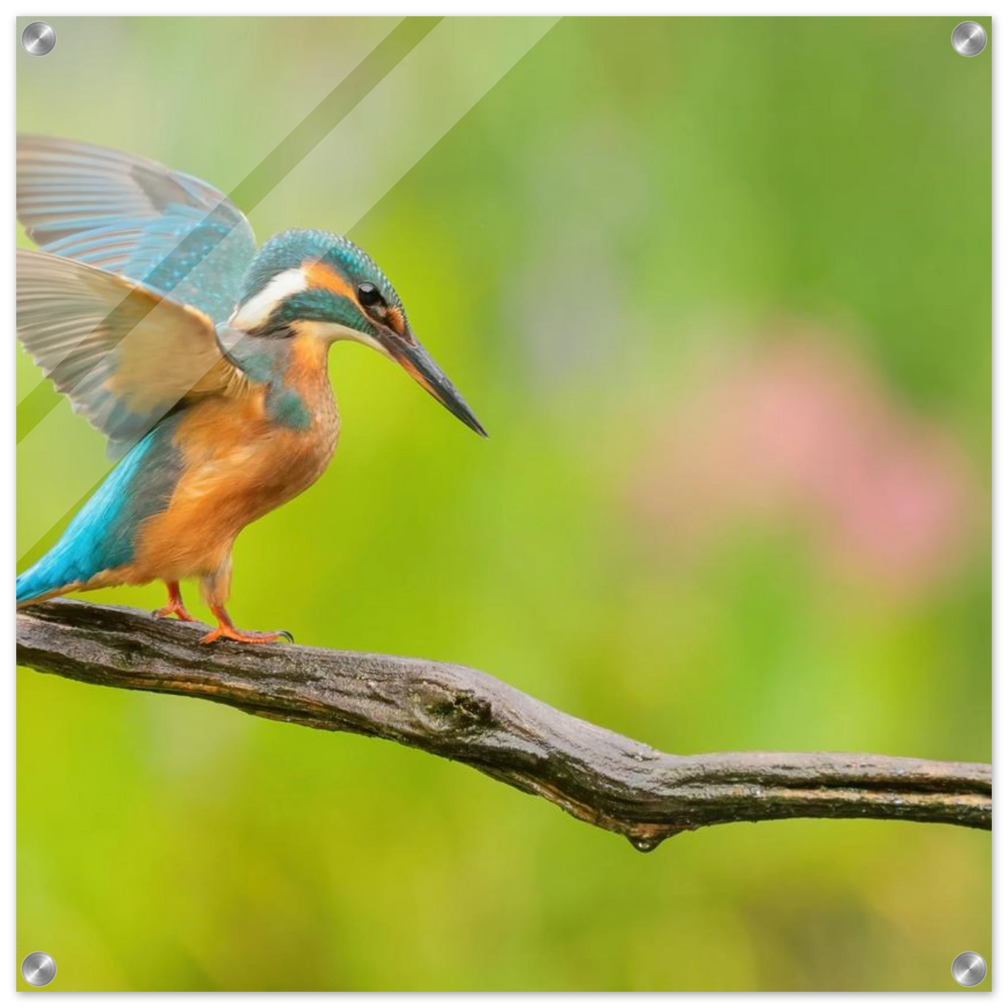 Wandbild eisvogel leuchtende federpracht auf natuerlichem ast in ihrer wunschgroesse