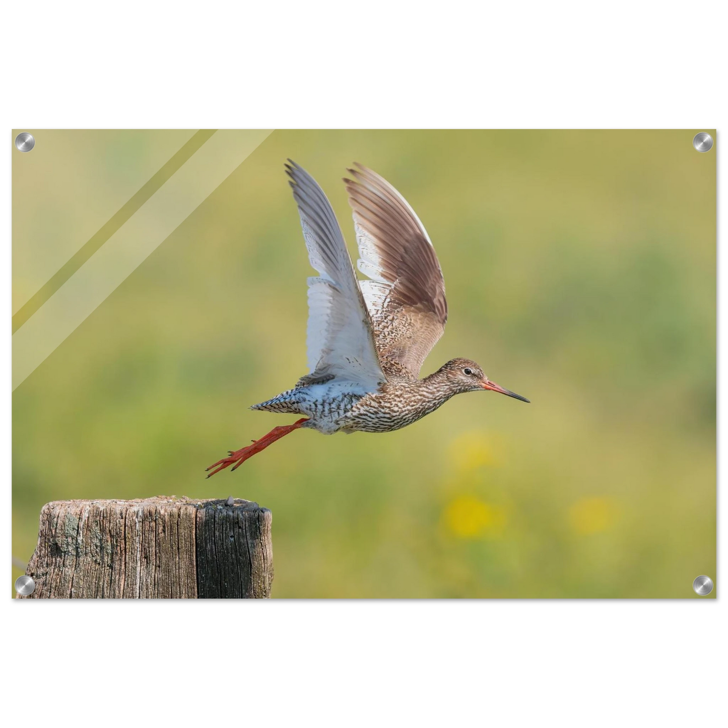 Wandbild der flug des rotschenkels dynamische tierkunst fuer ihr zuhause in vielen groessen erhaeltlich