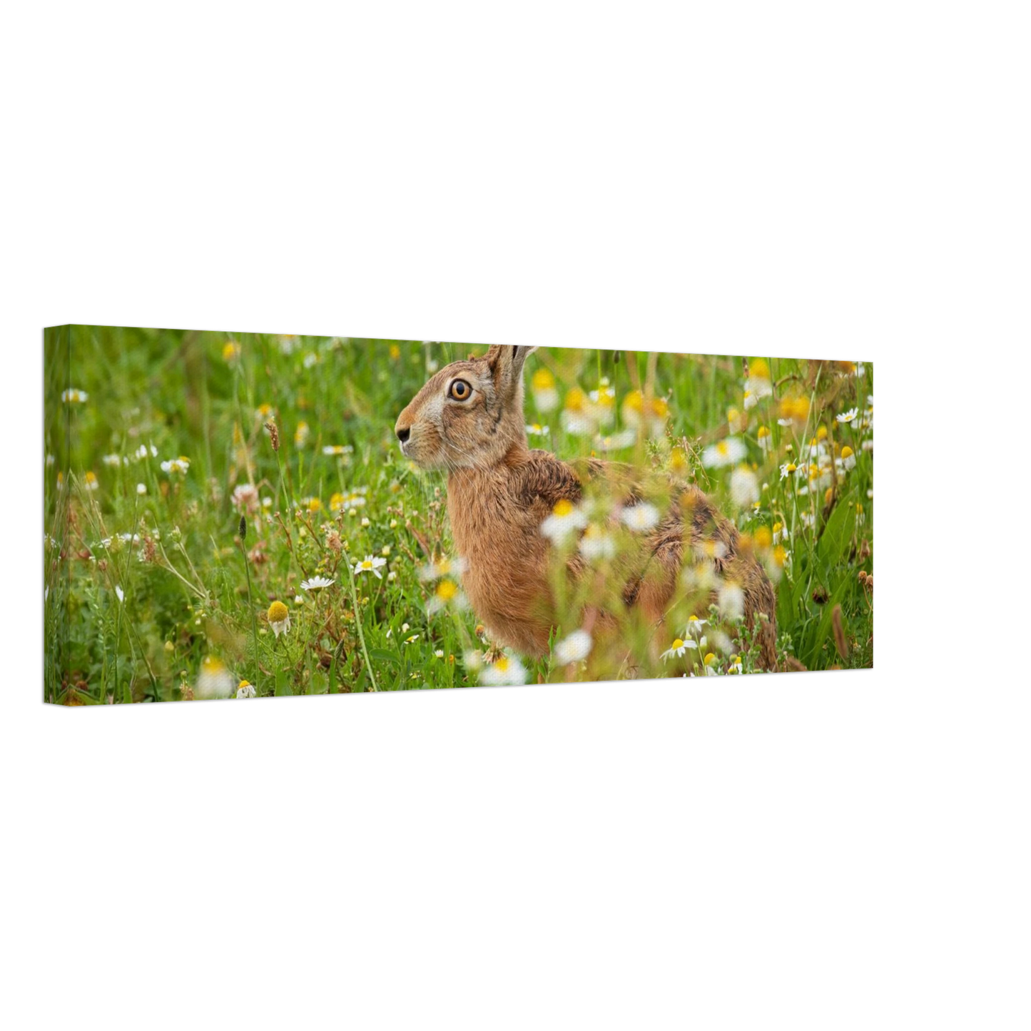 Wandbild Idyllische hasenwiese wandbild waehle dein wunschformat