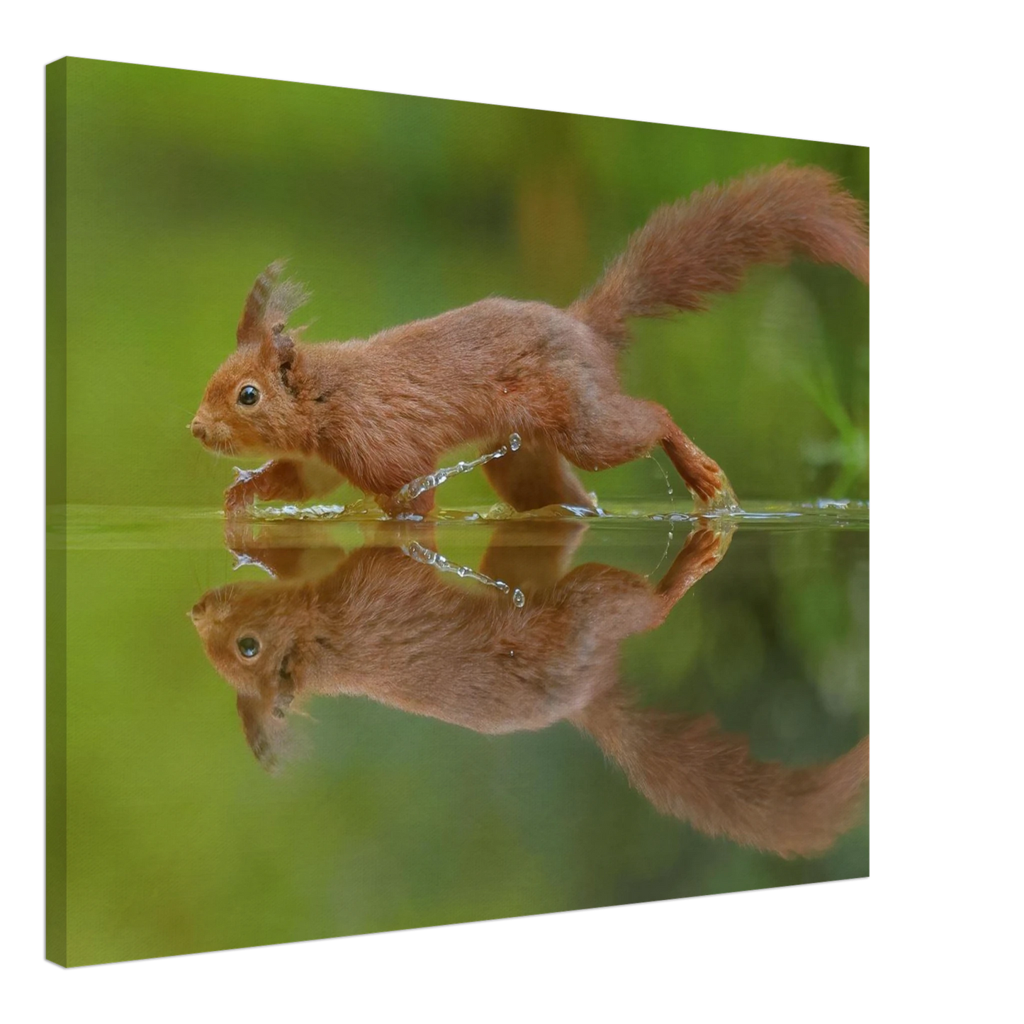 Wandbild eichhoernchen tanz eichhoernchen kunst fuer zuhause in ihrer wunschgroesse