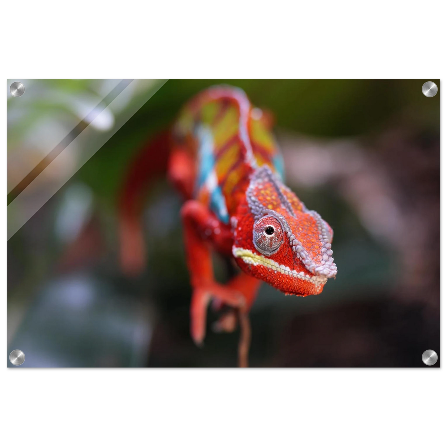 Wandbild faszinierendes chamaeleon portraet lebendige tierkunst fuer ihr zuhause in ihrer wunschgroesse