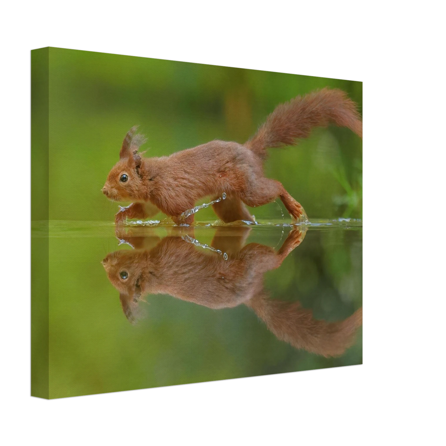Wandbild eichhoernchen tanz eichhoernchen kunst fuer zuhause in ihrer wunschgroesse
