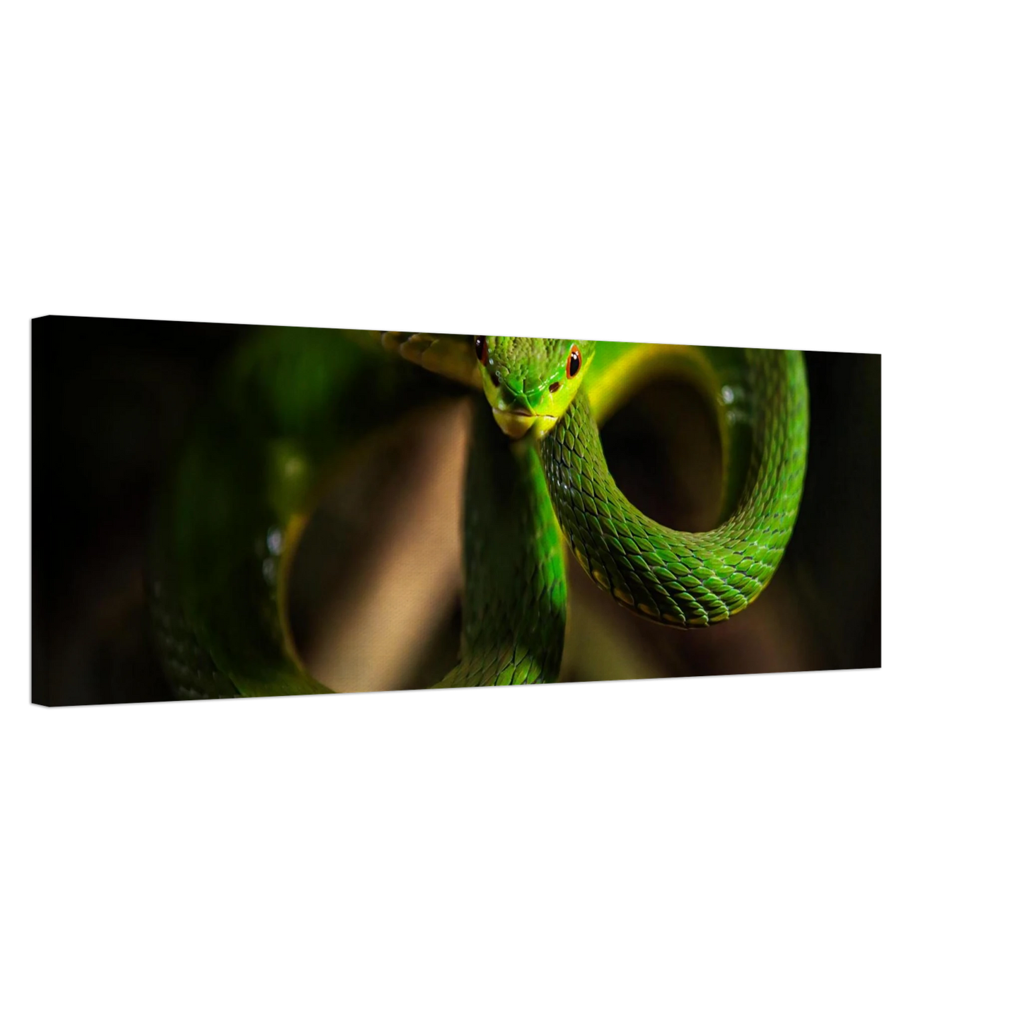 Wandbild der gruene baumviper ein hypnotischer blick in verschiedenen groessen