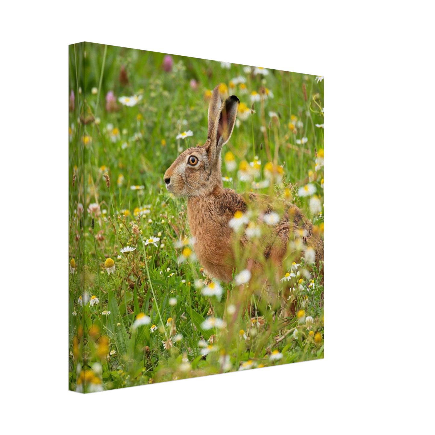 Wandbild Idyllische hasenwiese wandbild waehle dein wunschformat