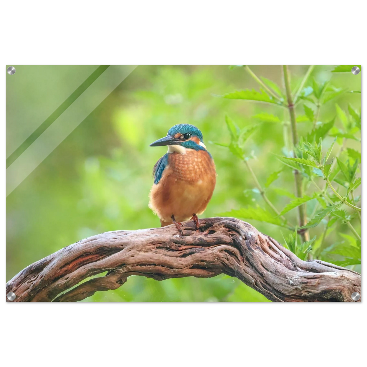 Wandbild eisvogel lebendige naturkunst fuer ihr zuhause in ihrer wunschgroesse 2