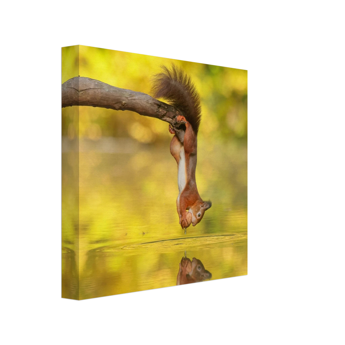 Wandbild akrobatik eichhoernchen lebendiges wildtier kunstwerk fuer ihr zuhause