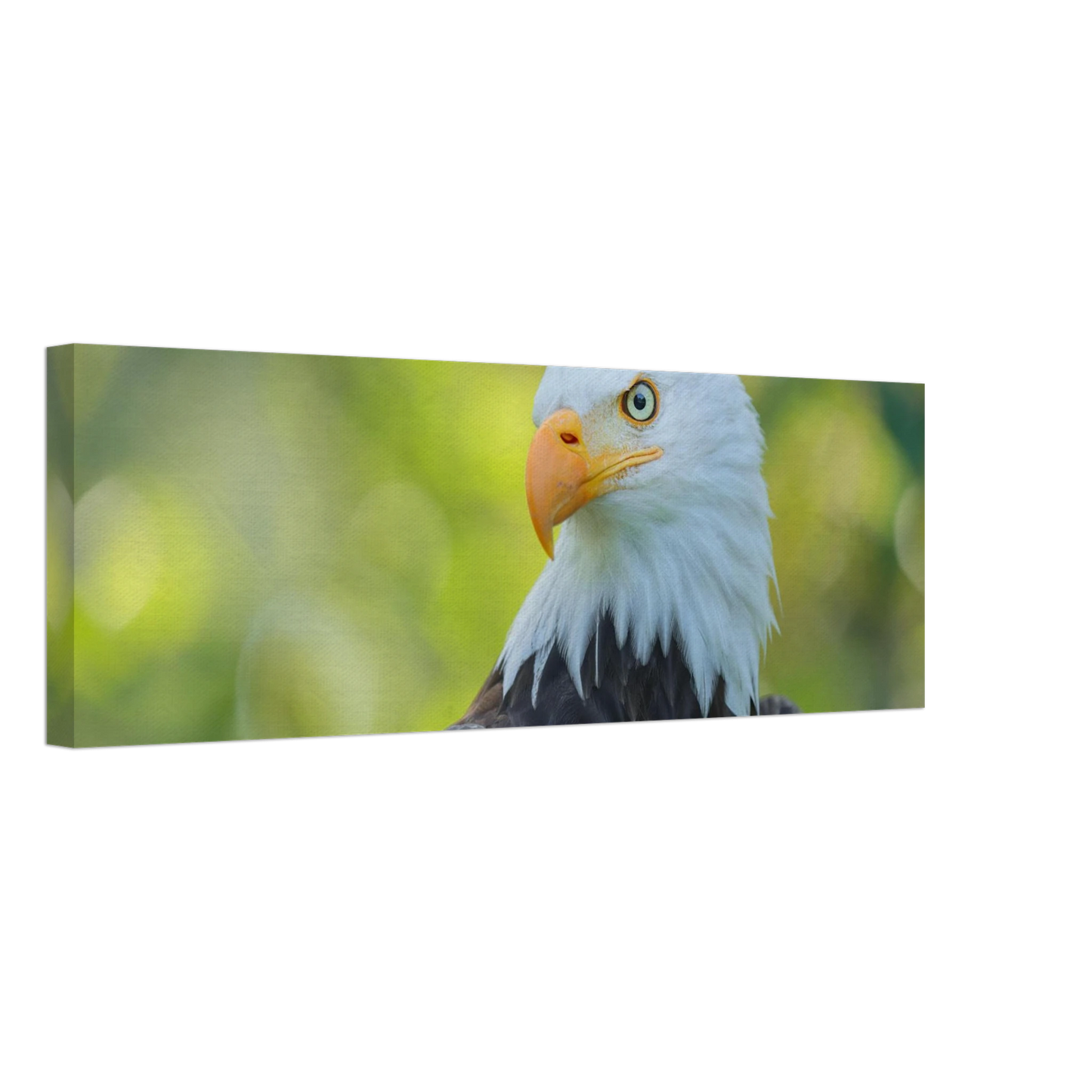 Wandbild majestaetischer weisskopfseeadler eine ode an die freiheit in ihrer wunschgroesse