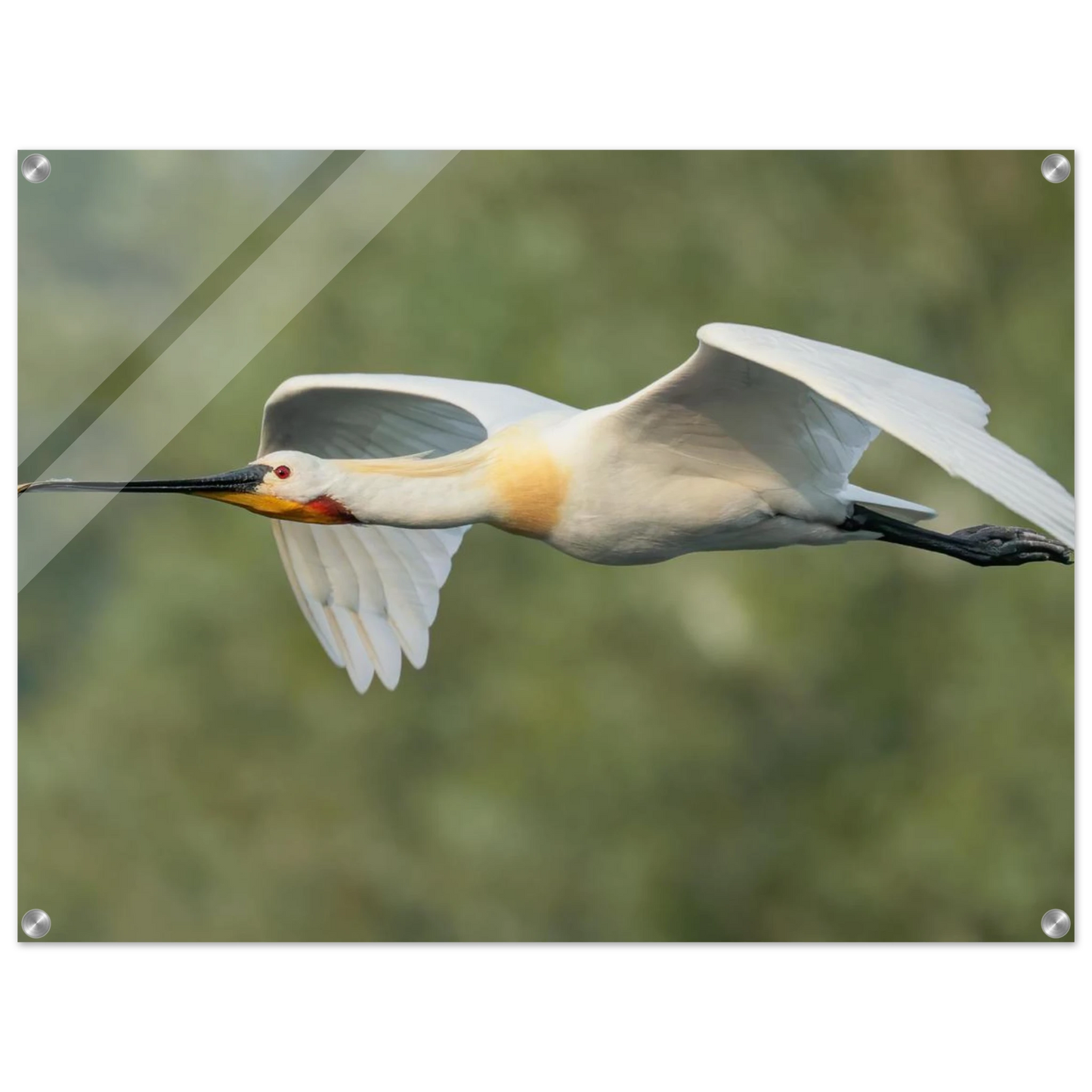 Wandbild eleganter loeffler im flug naturfotografie fuer ihr zuhause in vielen groessen