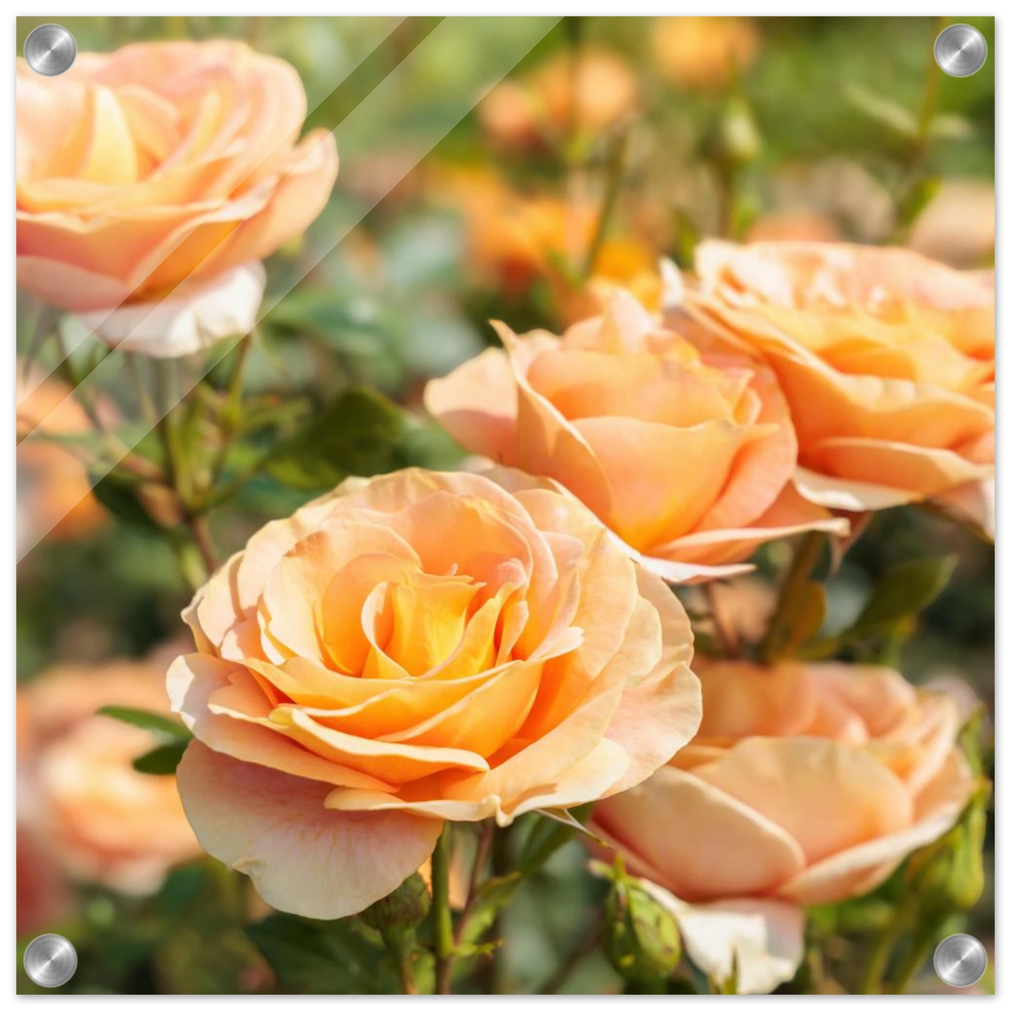 Wandbild romantische pfirsichrosen im sonnenschein botanische kunst fuer ihr zuhause in vielen groessen