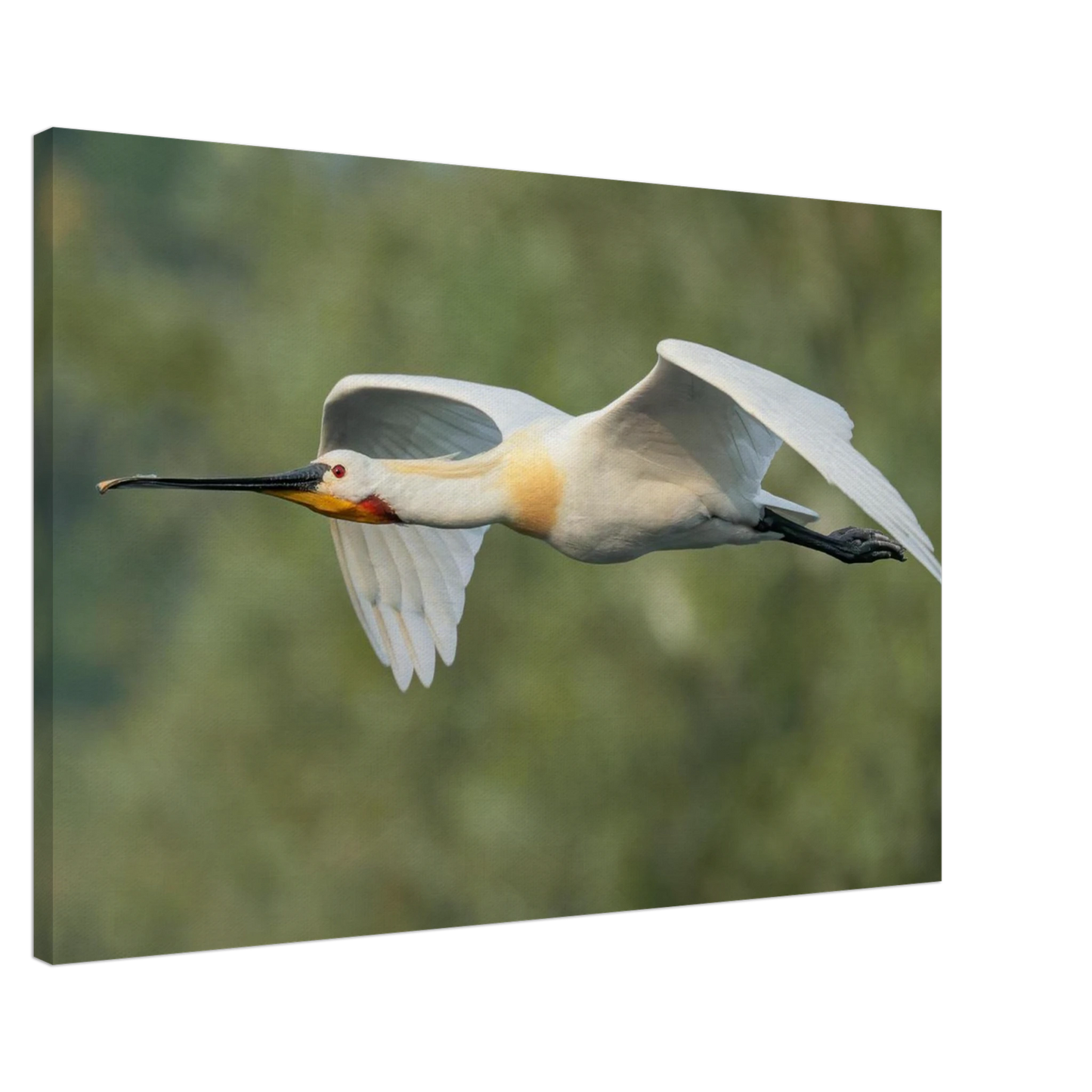 Wandbild eleganter loeffler im flug naturfotografie fuer ihr zuhause in vielen groessen