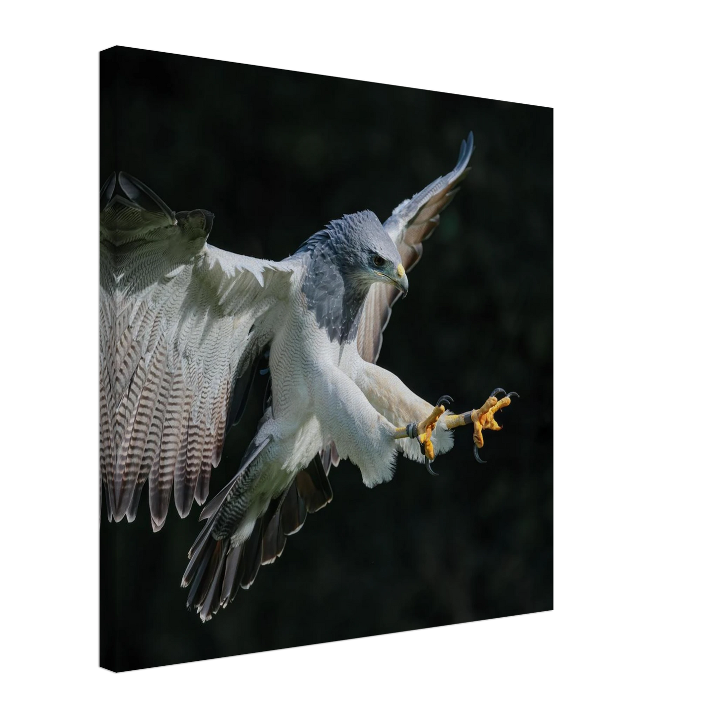 Wandbild majestaetischer schwarzbrustbussard im flug atemberaubende tierfotografie fuer ihr zuhause