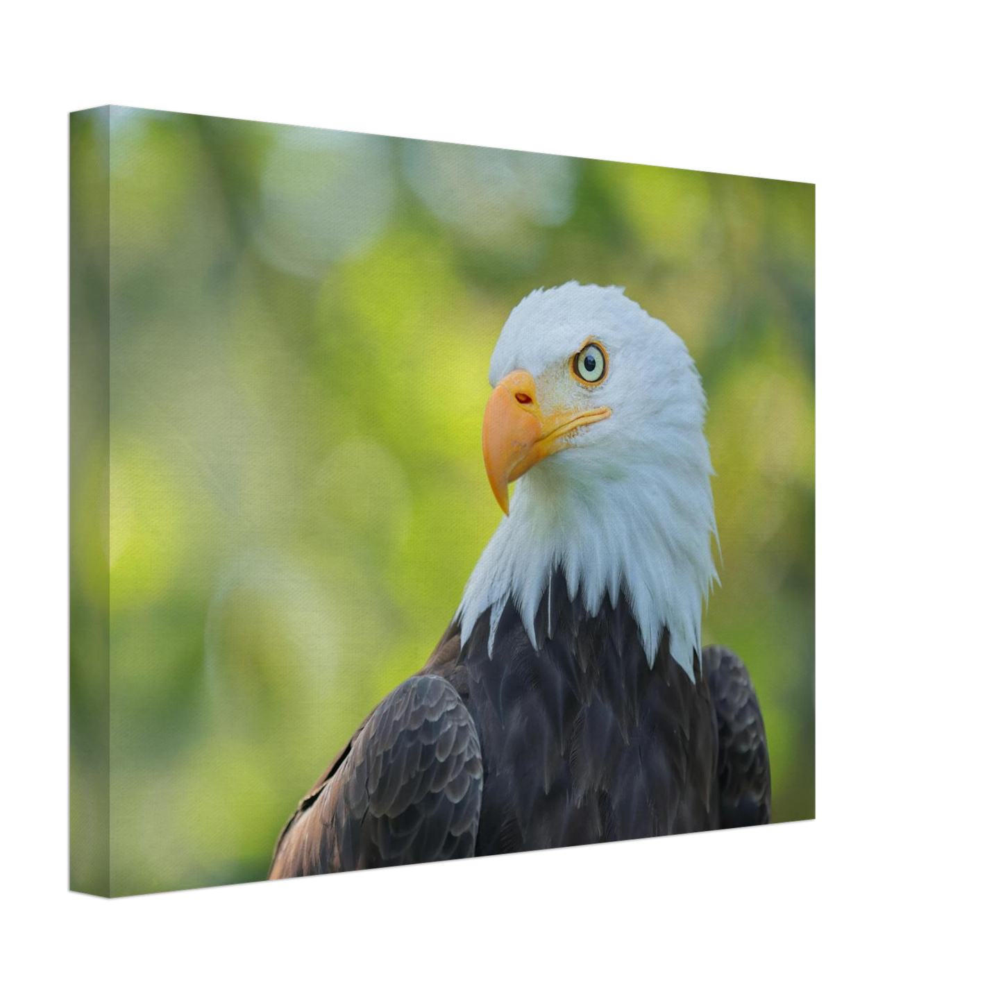 Wandbild majestaetischer weisskopfseeadler eine ode an die freiheit in ihrer wunschgroesse