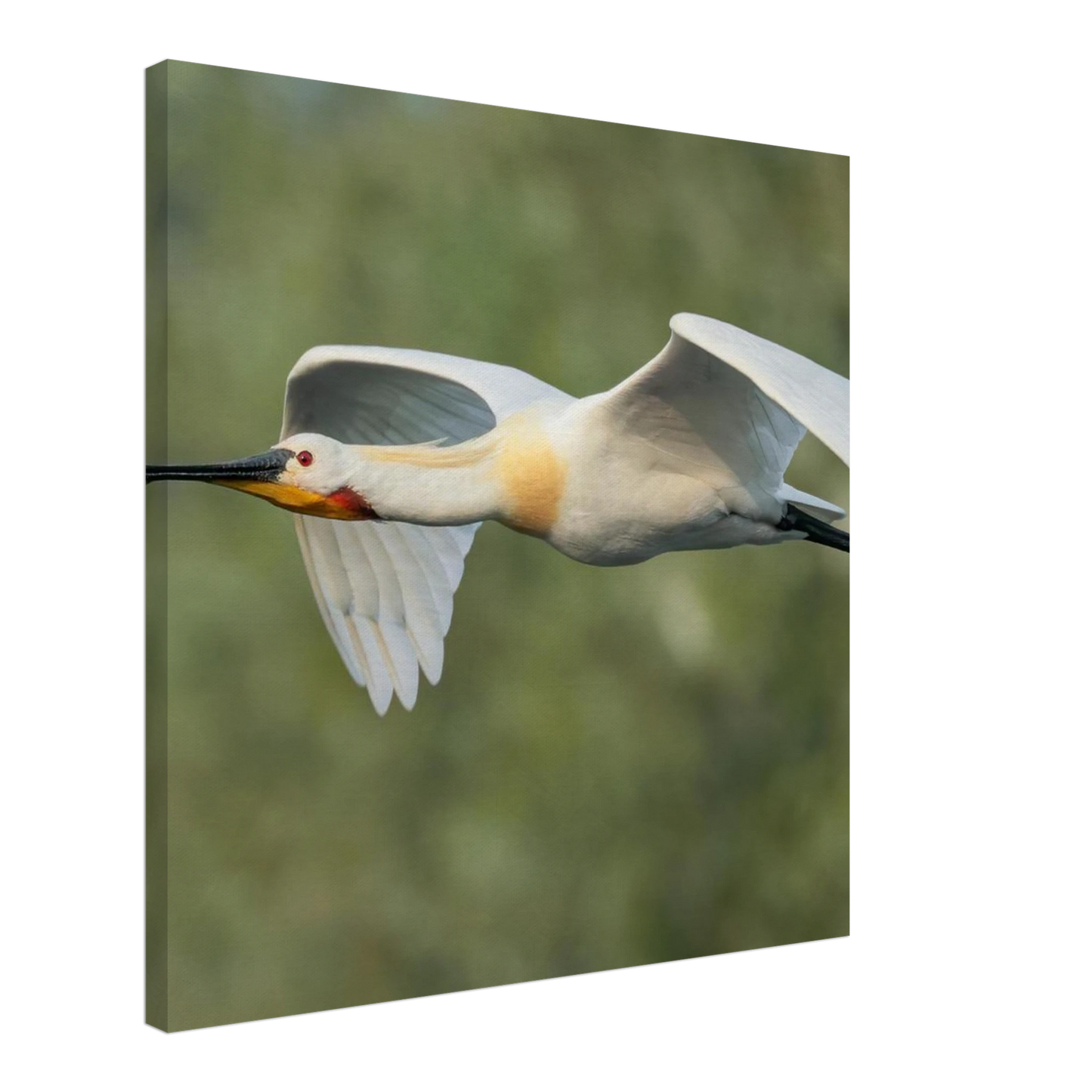 Wandbild eleganter loeffler im flug naturfotografie fuer ihr zuhause in vielen groessen