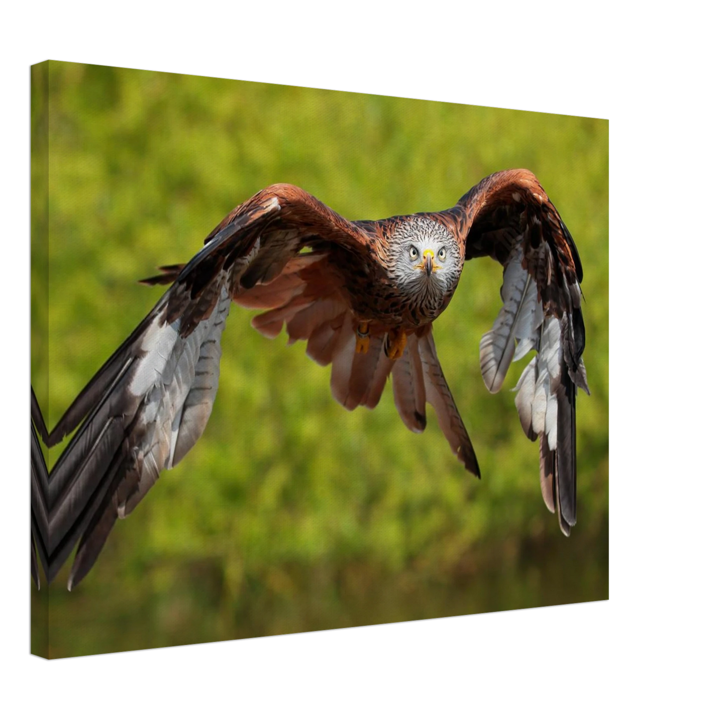 Wandbild majestaetischer rotmilan im flug atemberaubende tierfotografie fuer ihr zuhause erhaeltlich in zahlreichen groessen