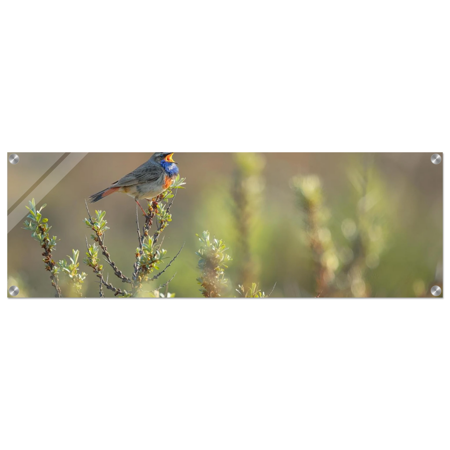 Wandbild singendes blaukehlchen lebendige naturfotografie als wandbild in verschiedenen groessen