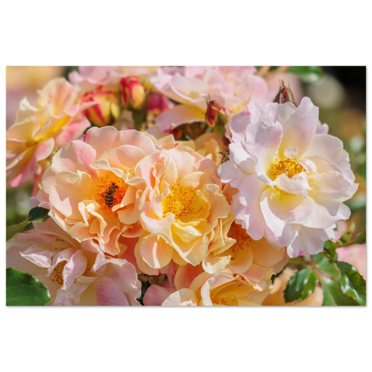 Wandbild bluehende gartenrosen eine honigbienen ode in pastell perfektion in vielen groessen verfuegbar