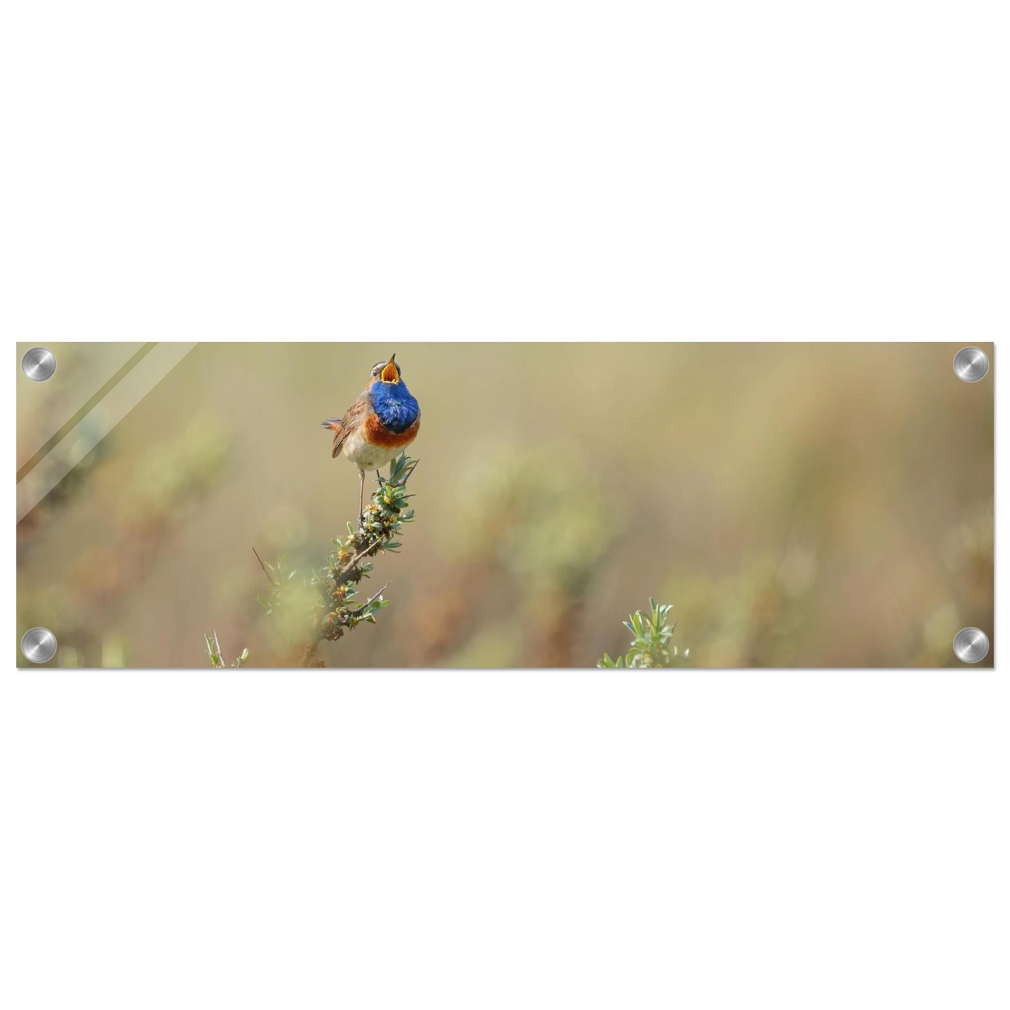 Wandbild lebendige nachtigall ein meisterwerk der naturfotografie fuer ihr zuhause