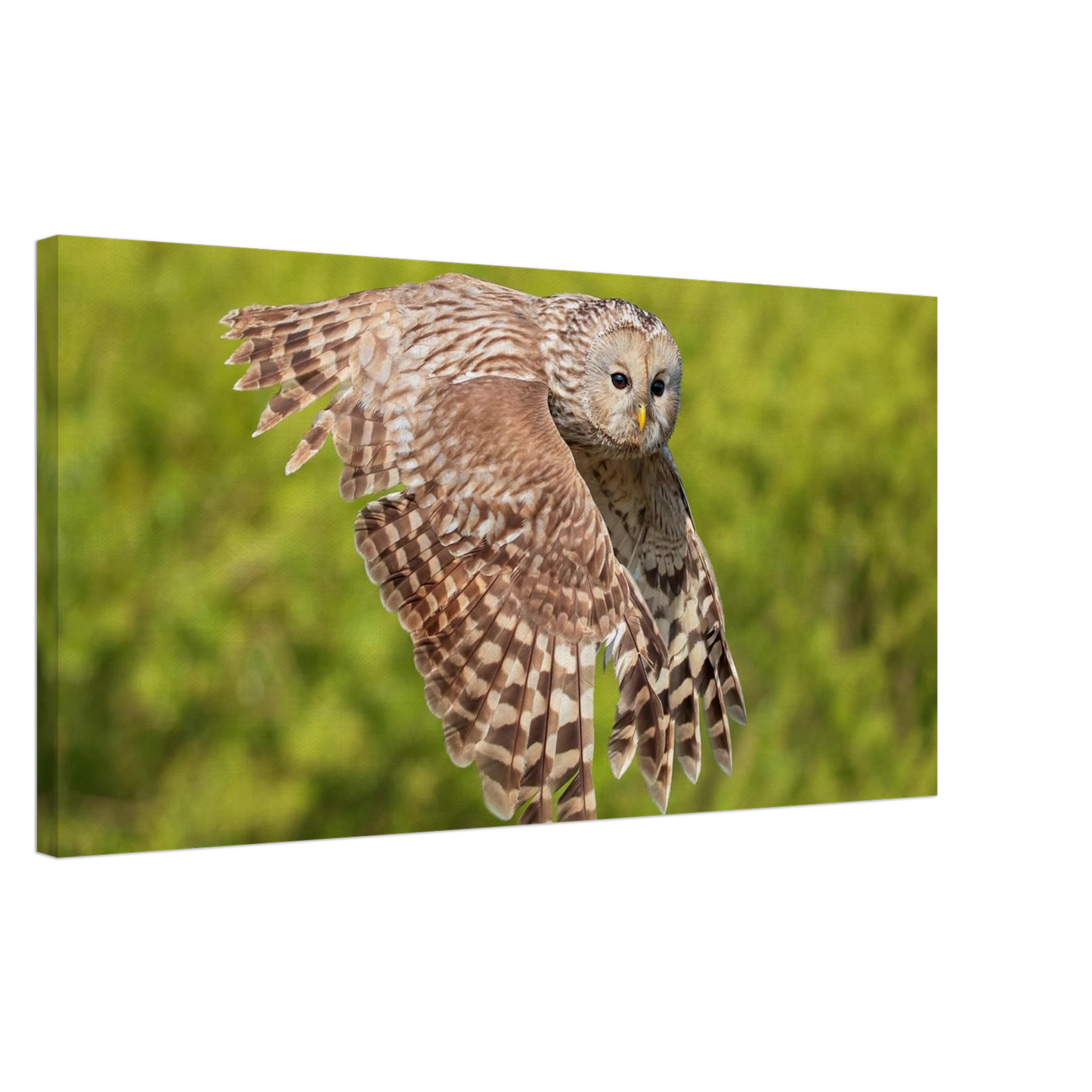 Wandbild majestaetische eule im flug naturfotografie fuer ihr zuhause