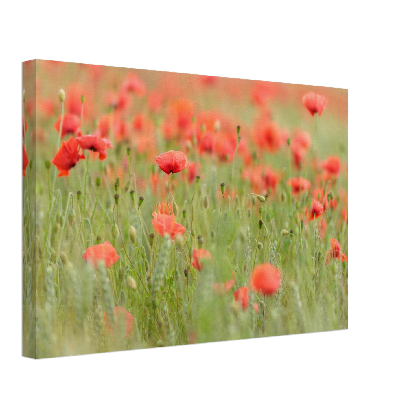 Wandbild vertraeumtes mohnblumenfeld ein stueck sommer fuer ihr zuhause in vielen groessen