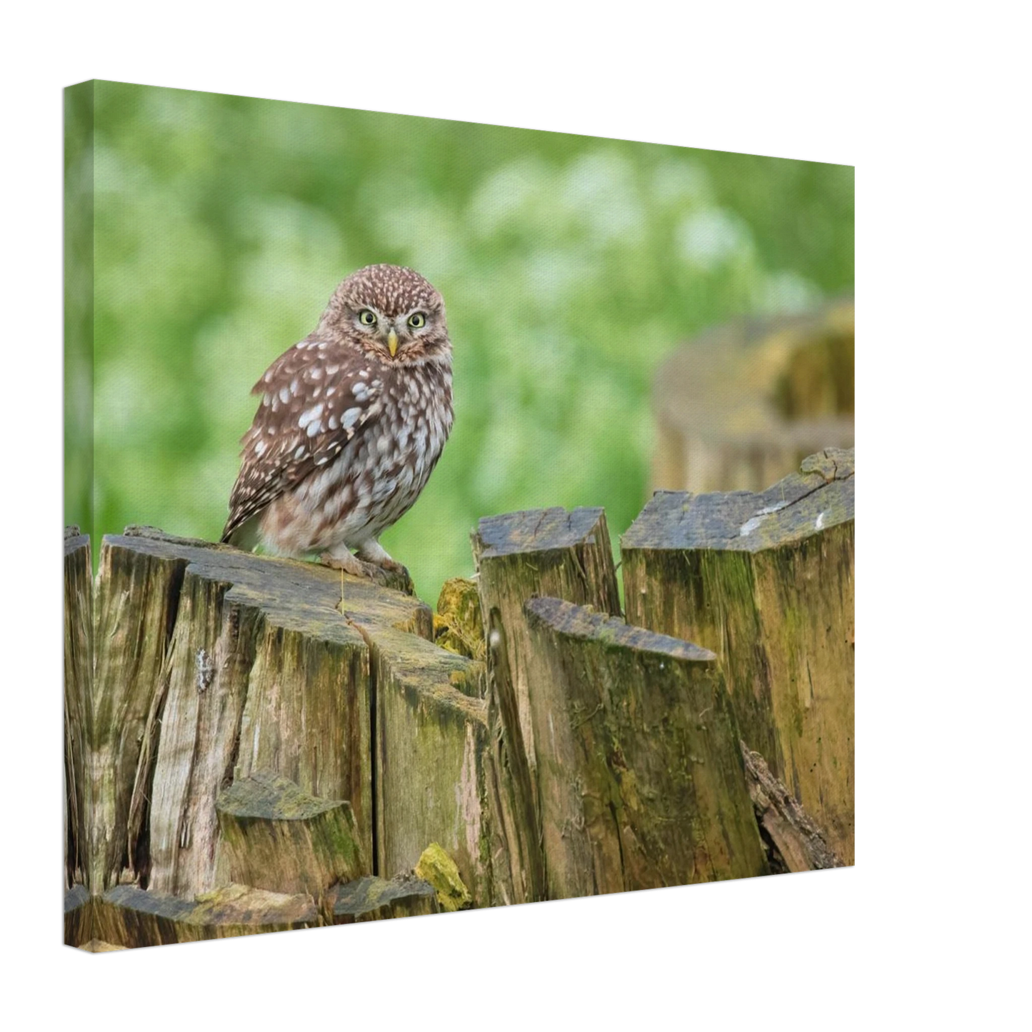 Wandbild mystische kleine eule faszinierendes kunstwerk fuer natur und tierliebhaber in vielen groessen