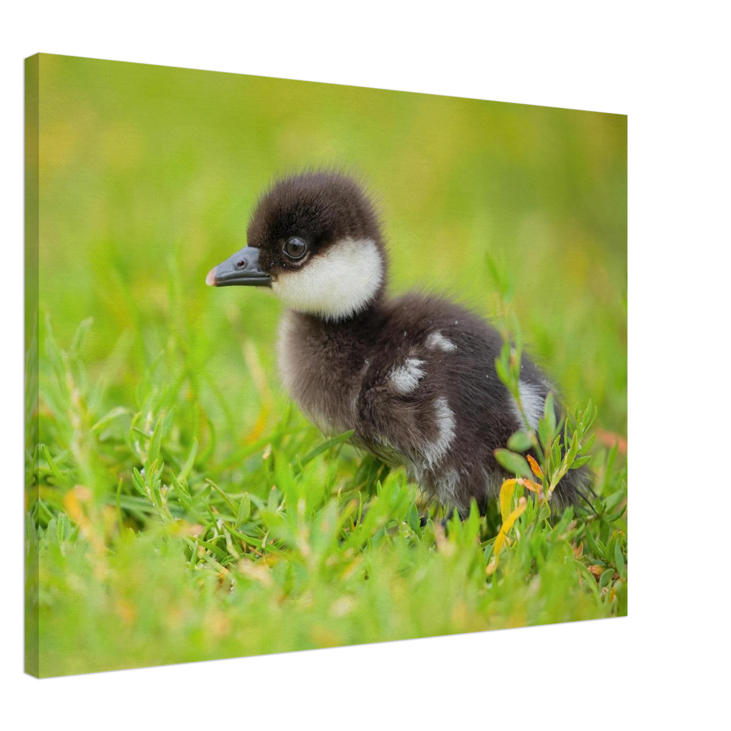 Wandbild bezauberndes entenkueken suesse tiermotive fuer kinderzimmer naturfreunde in vielen groessen