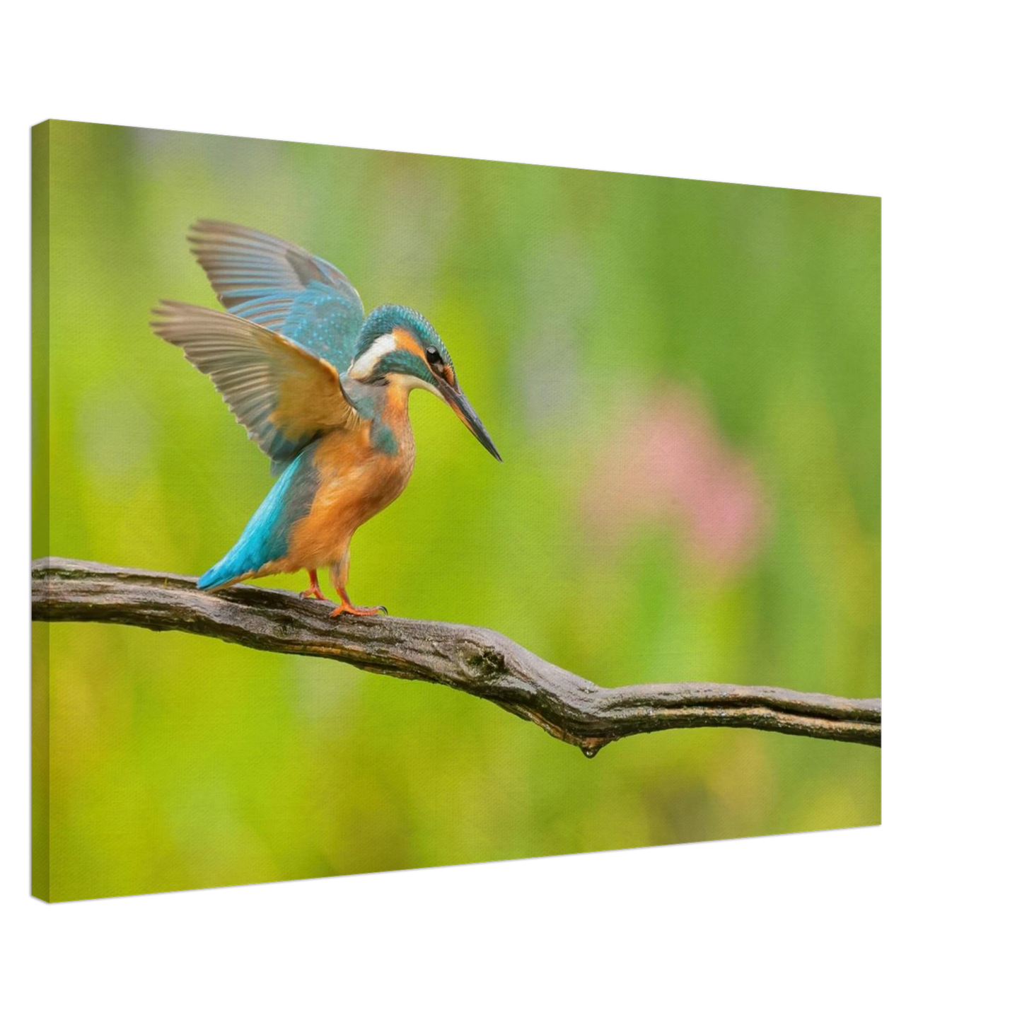 Wandbild eisvogel leuchtende federpracht auf natuerlichem ast in ihrer wunschgroesse