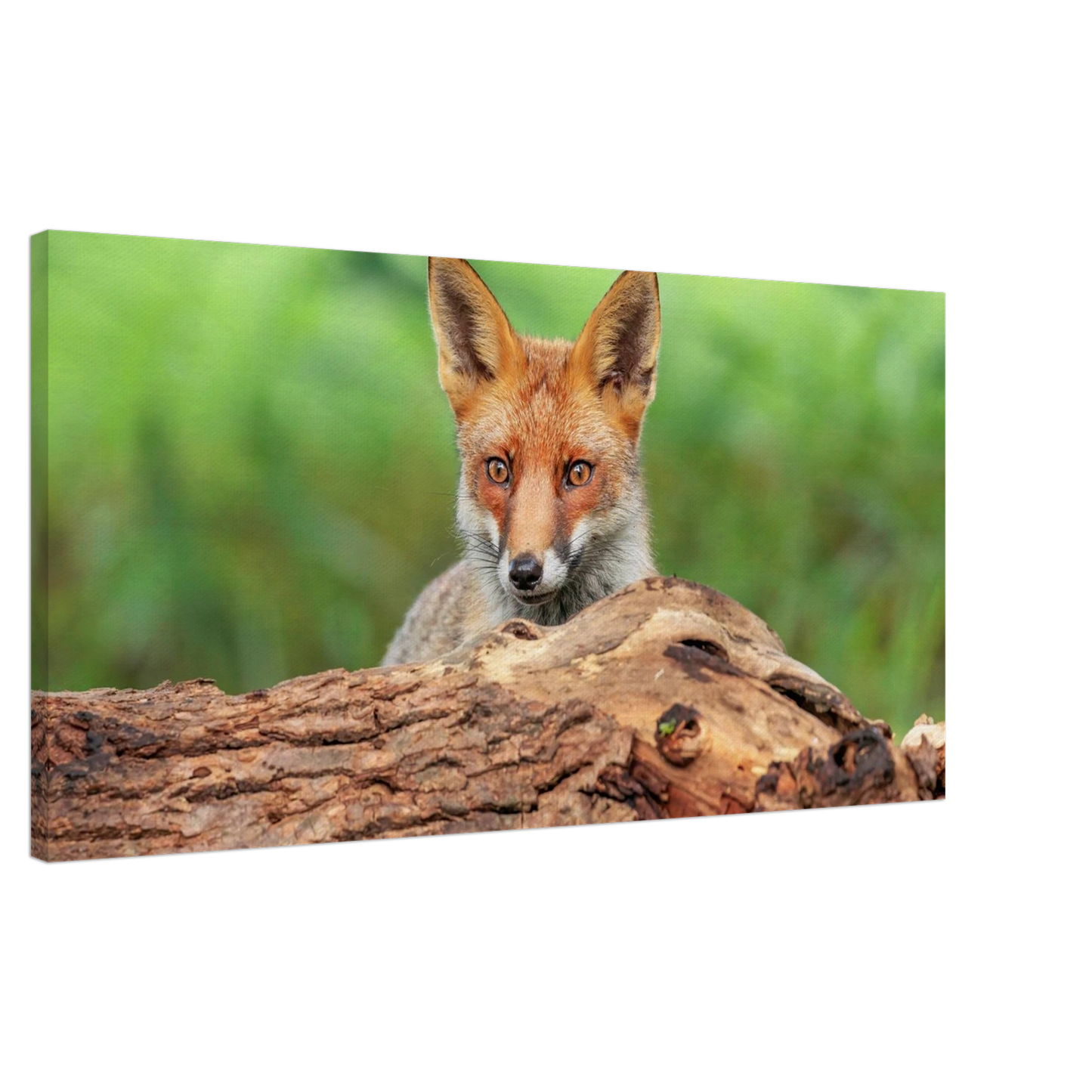 Wandbild fuchs im versteck einzigartige naturkunst fuer ihr zuhause